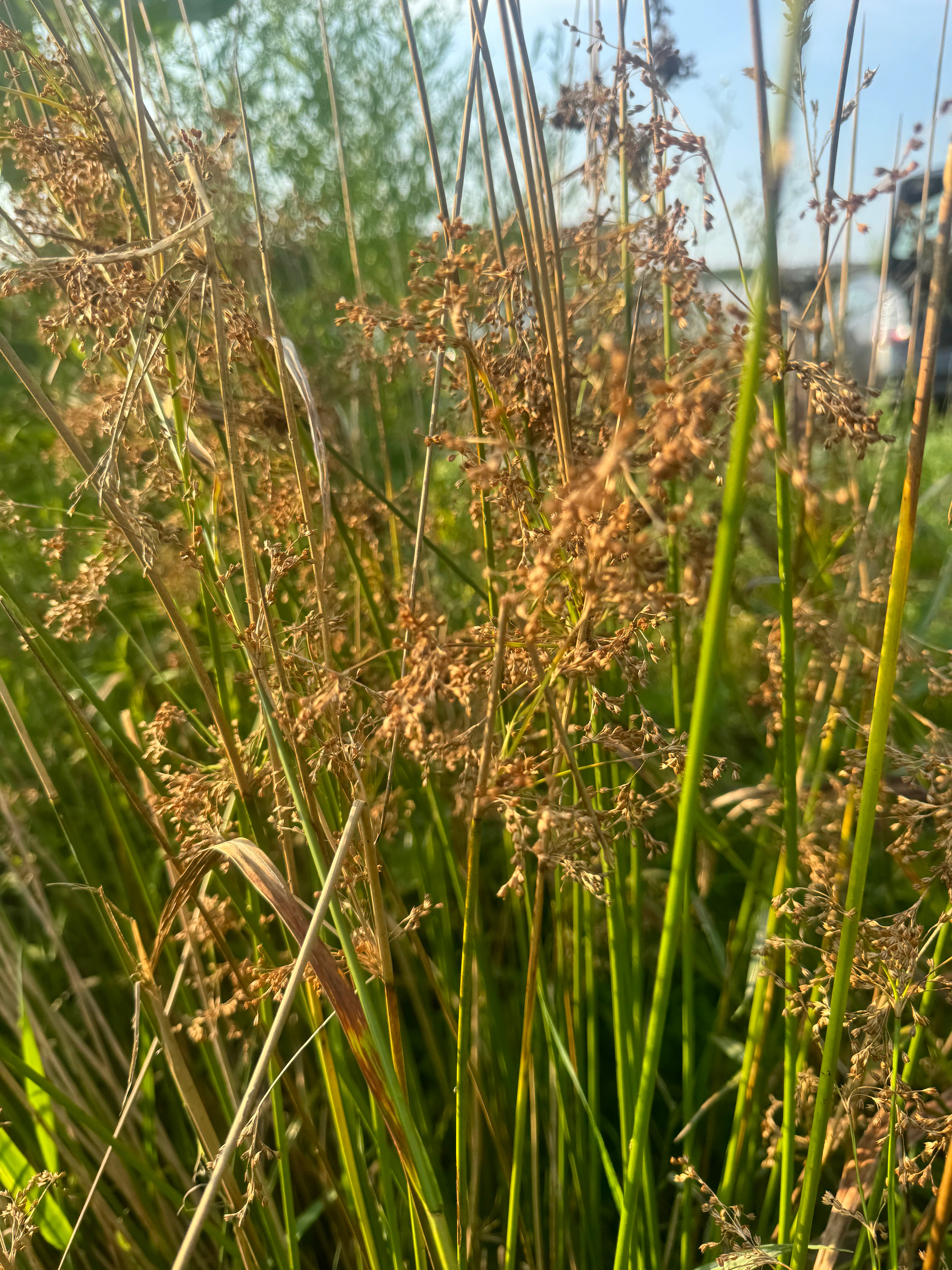 Juncus effusus-Sp. (Common Rush)