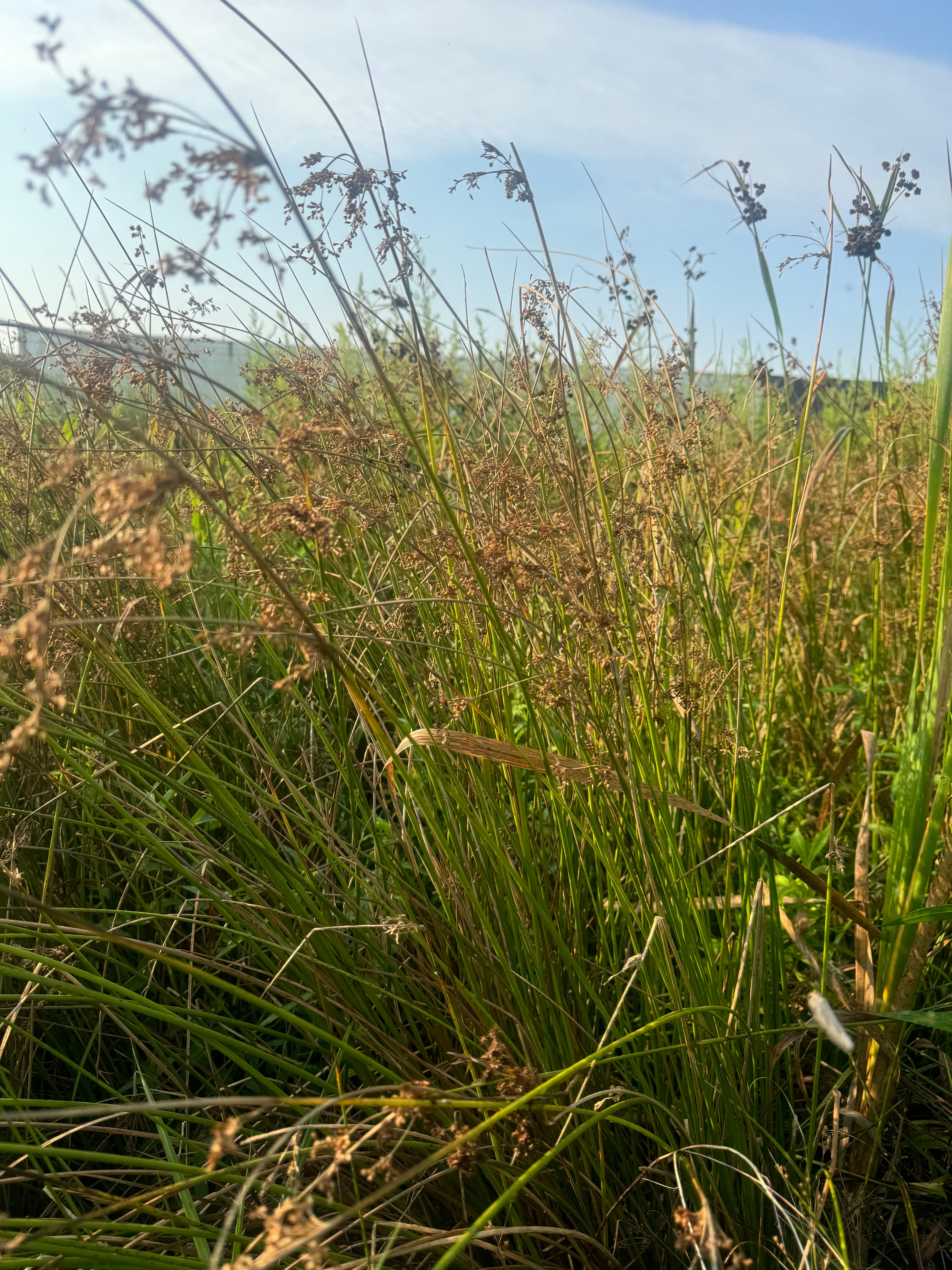 Juncus effusus-Sp. (Common Rush)