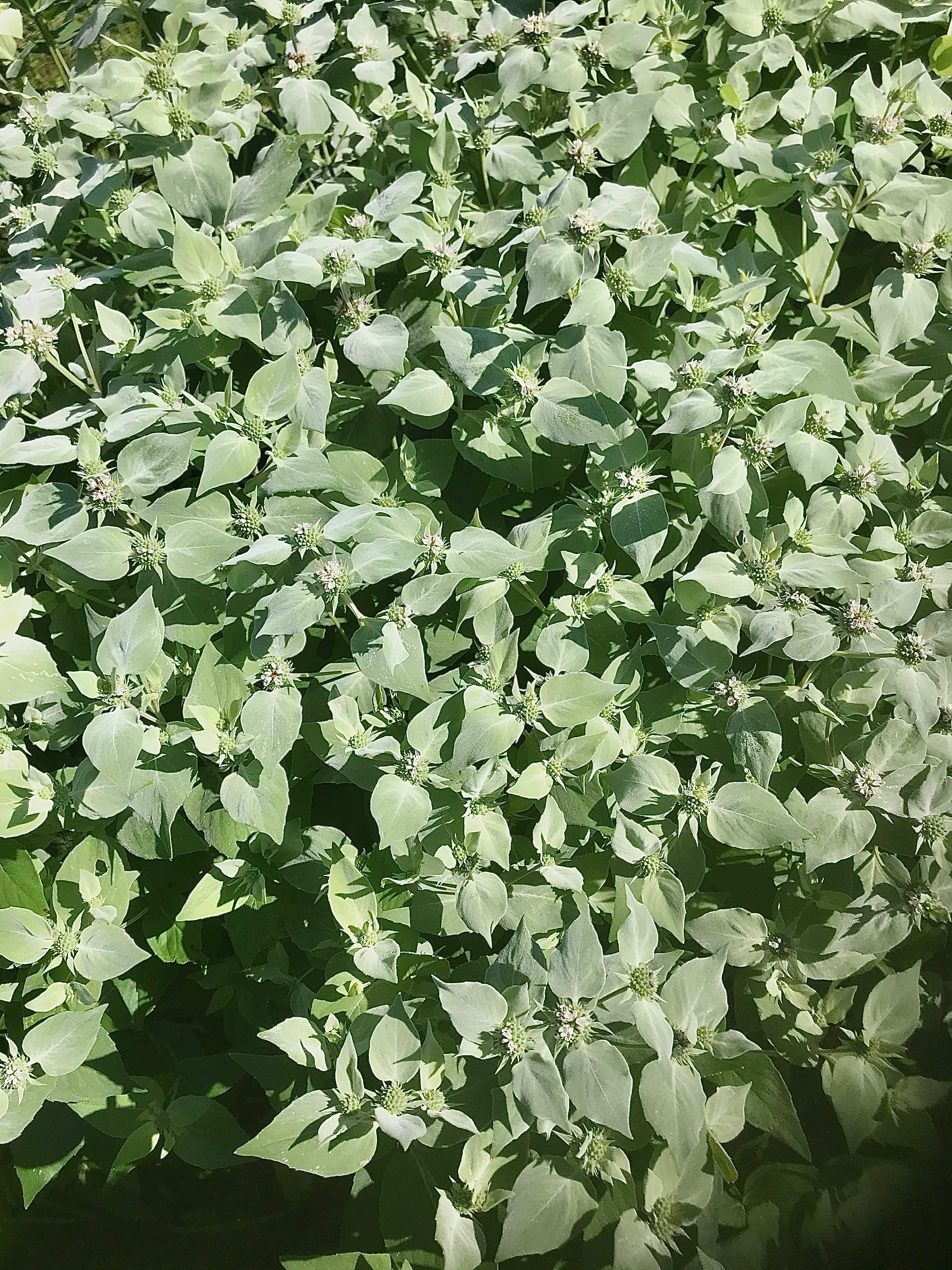 Pycnanthemum muticum-Sp. (Clustered Mountain Mint)