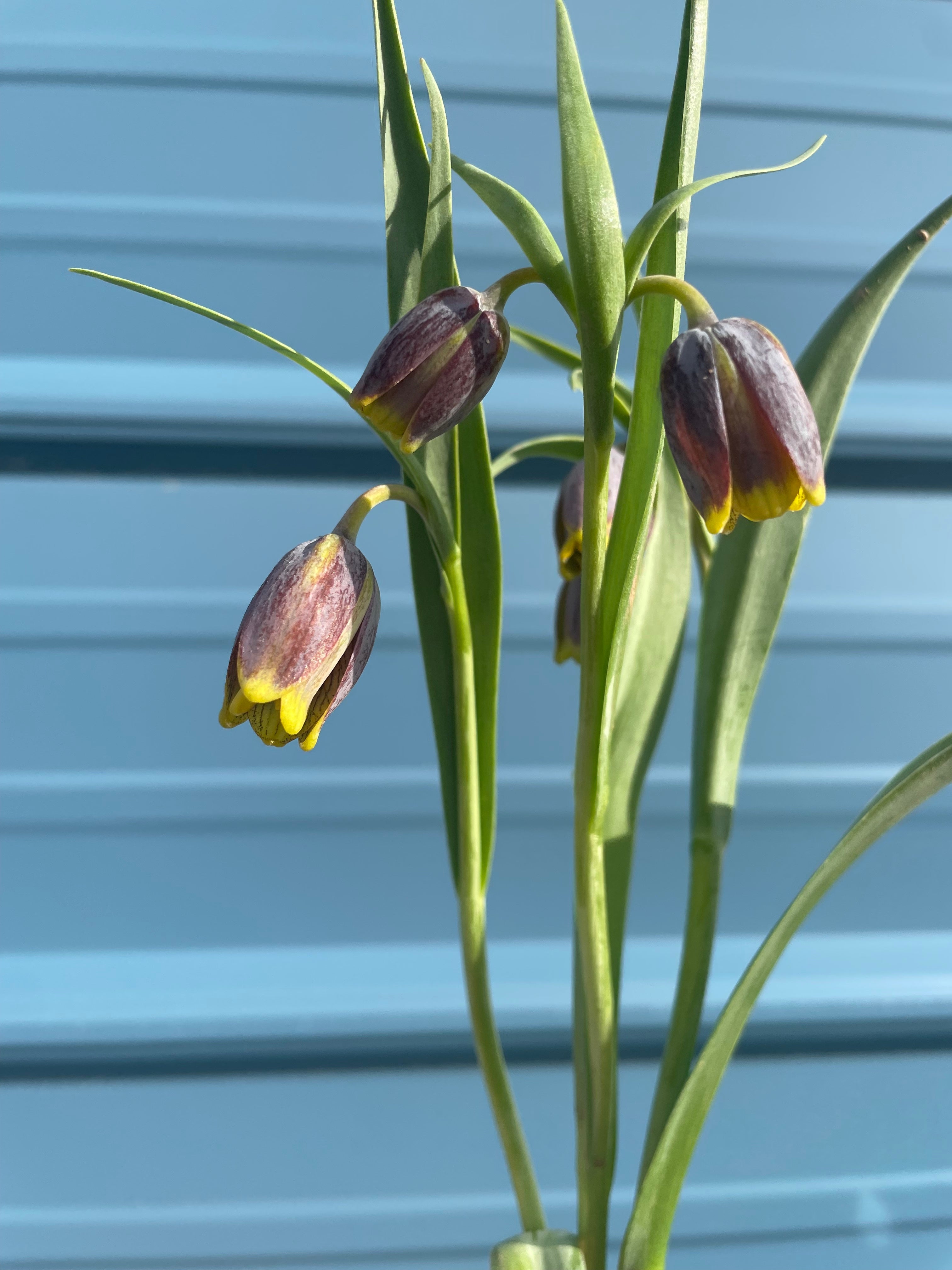 Fritillaria - uva vulpis