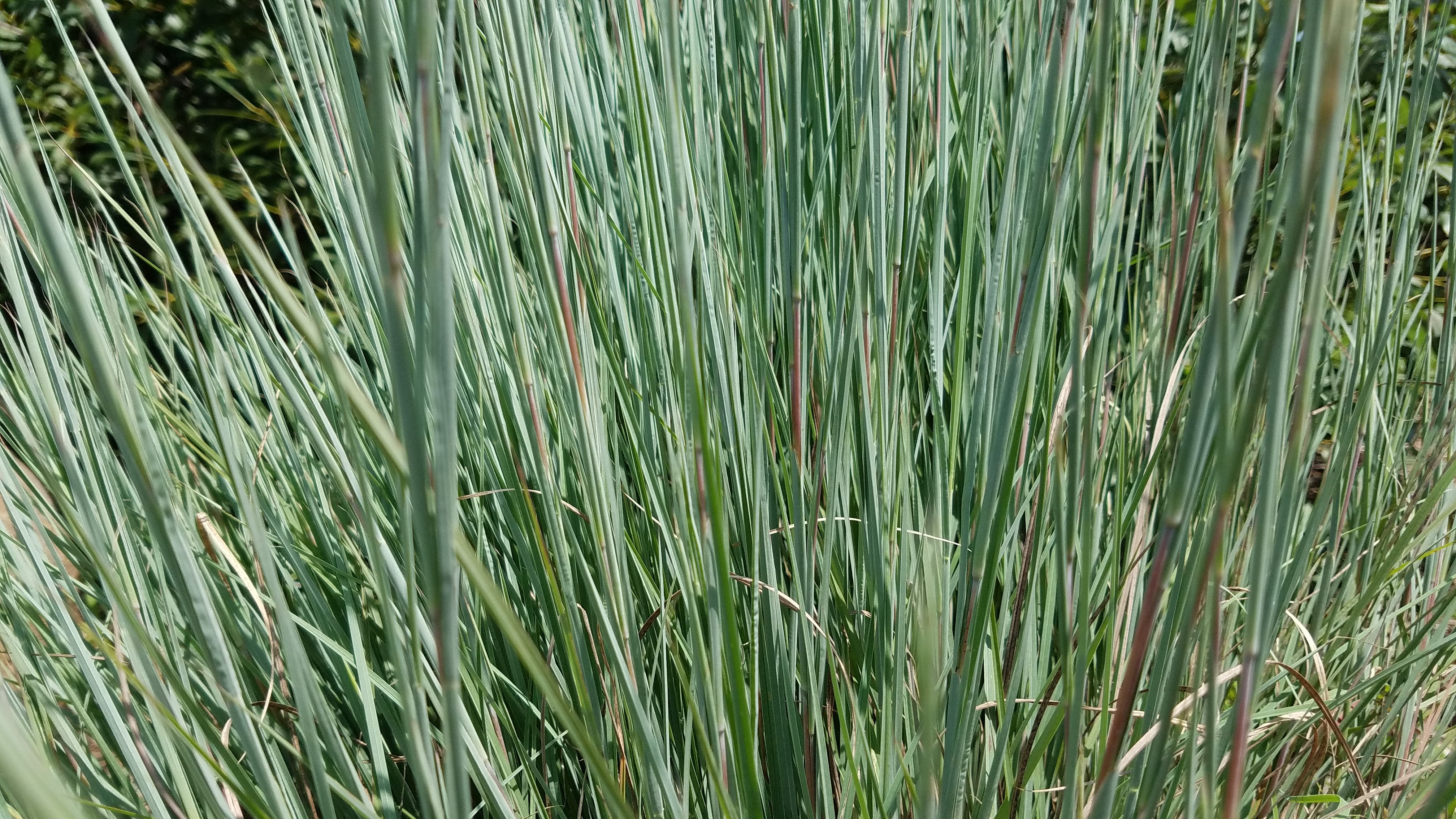 Schizachyrium scoparium-Sp. (Little Bluestem)