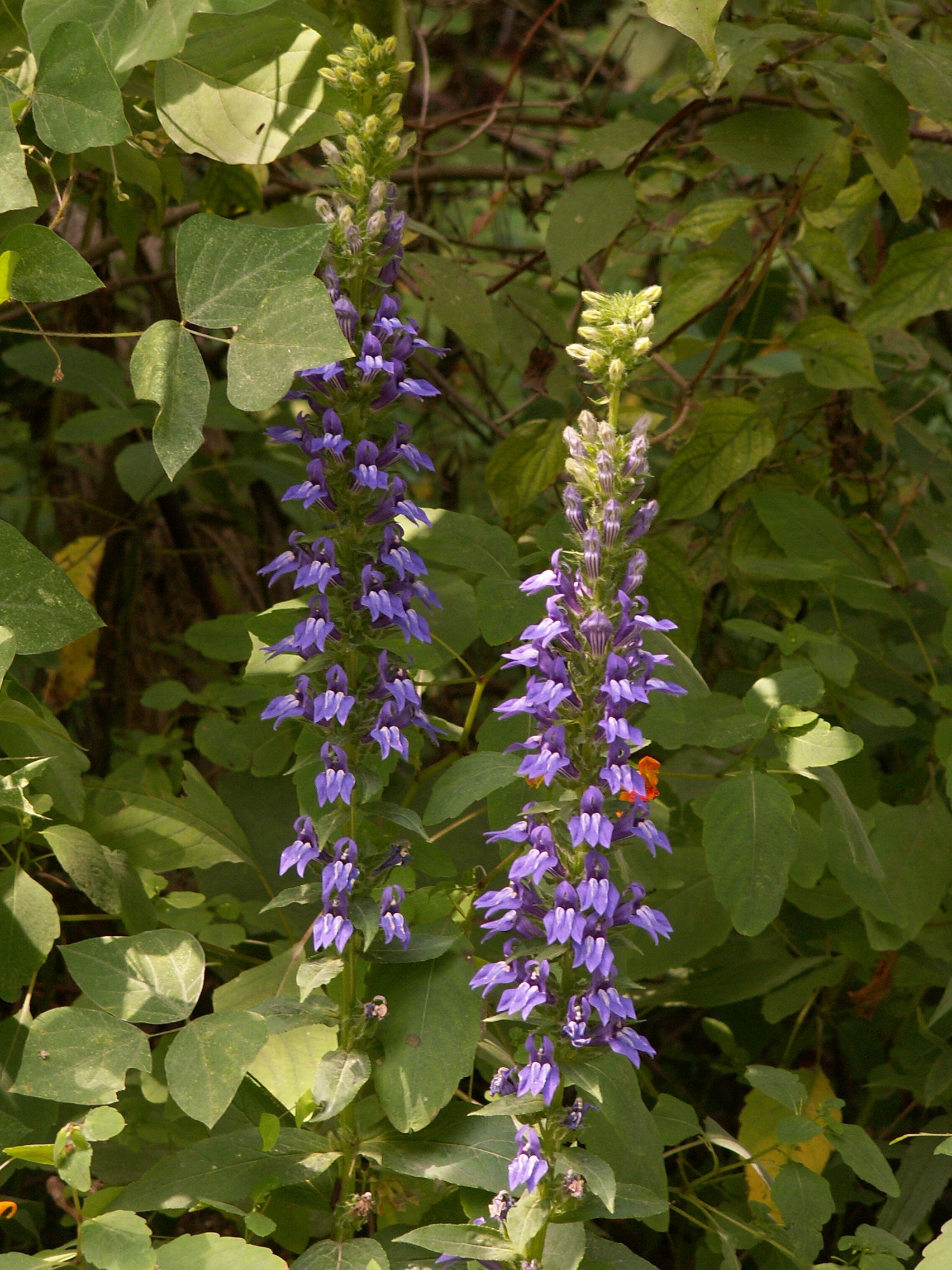 Lobelia siphilitica-Sp. (Great Blue Lobelia)