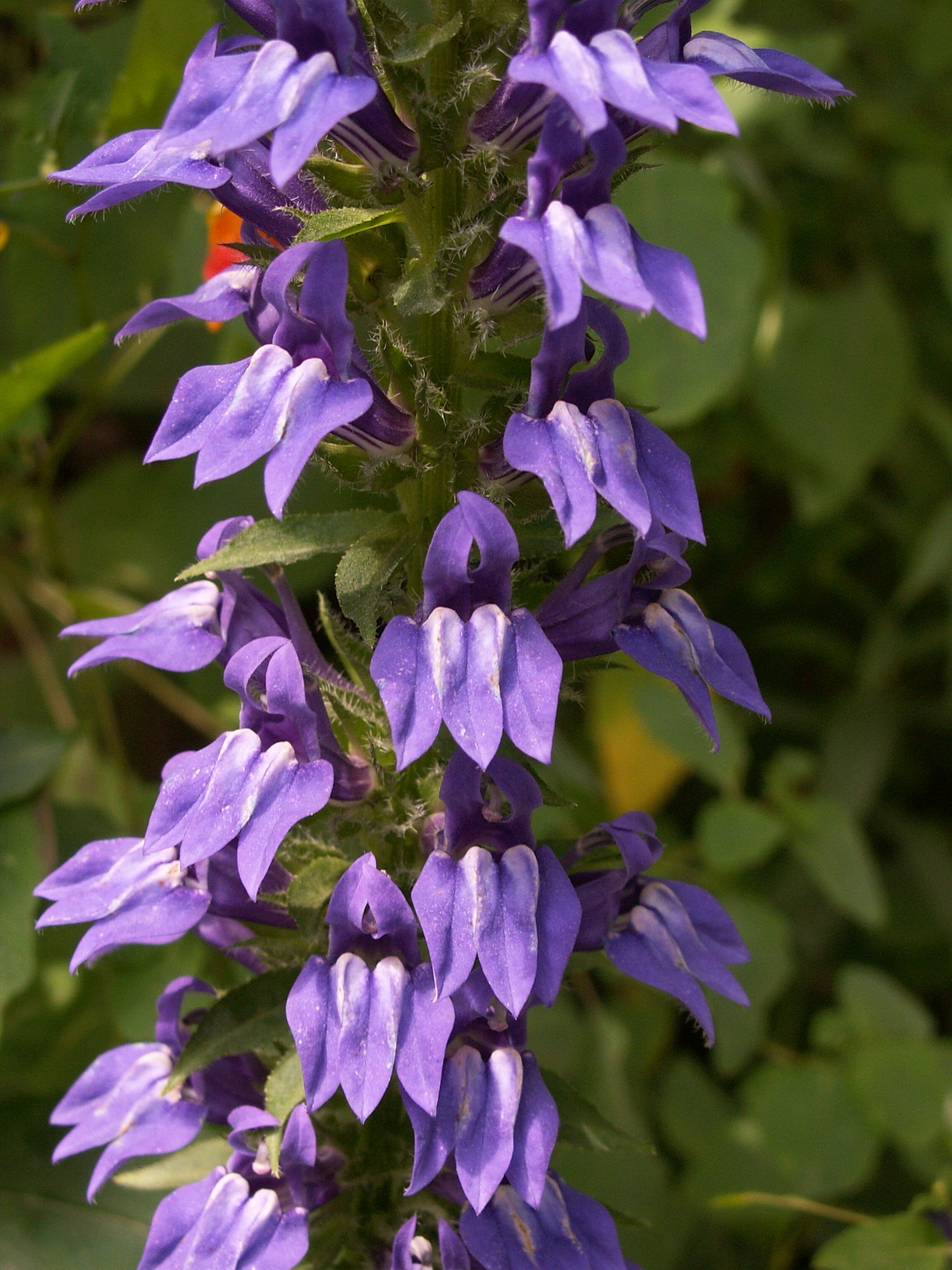 Lobelia siphilitica-Sp. (Great Blue Lobelia)