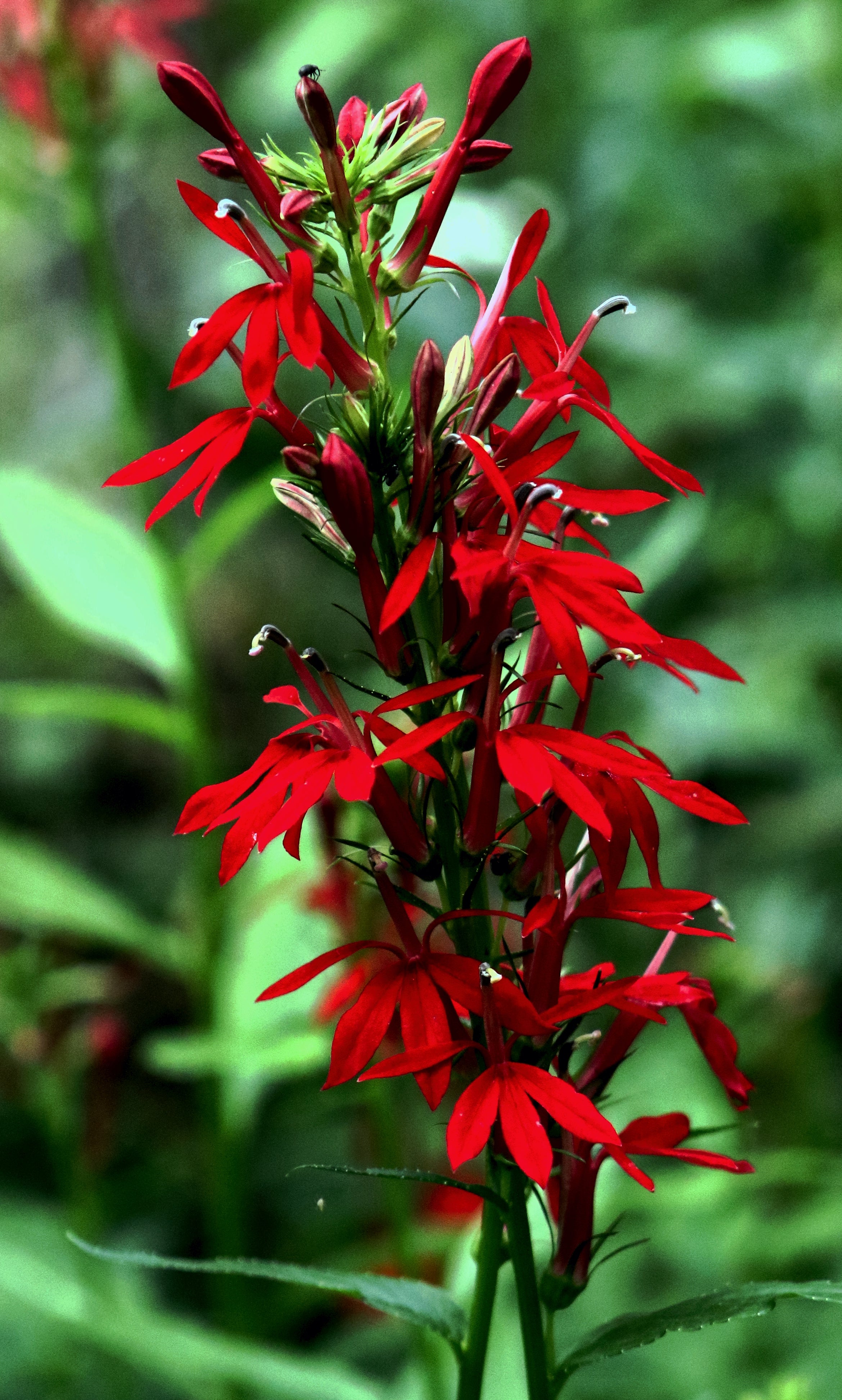 Lobelia cardinalis-Sp. (Cardinal Flower)