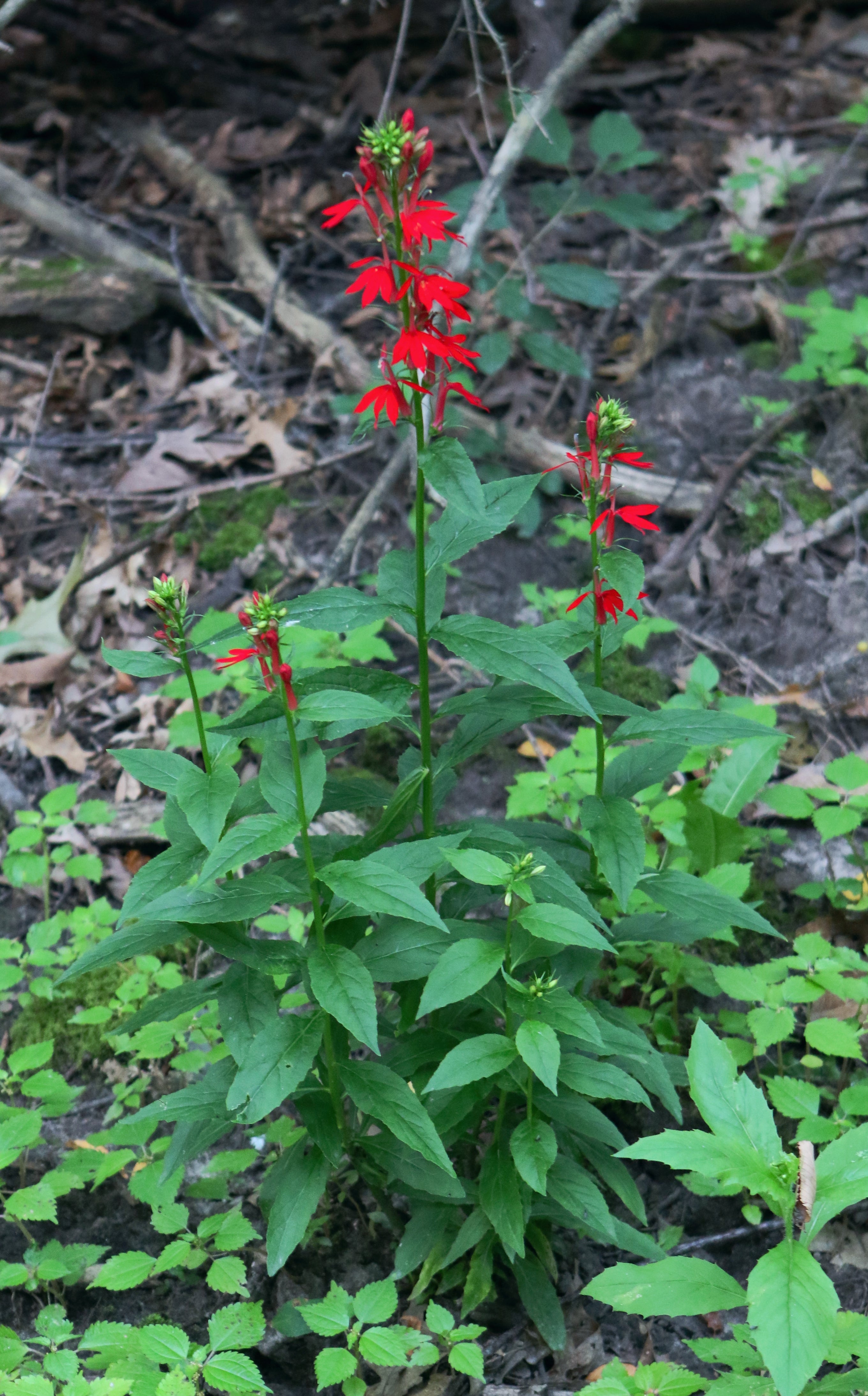 Lobelia cardinalis-Sp. (Cardinal Flower)