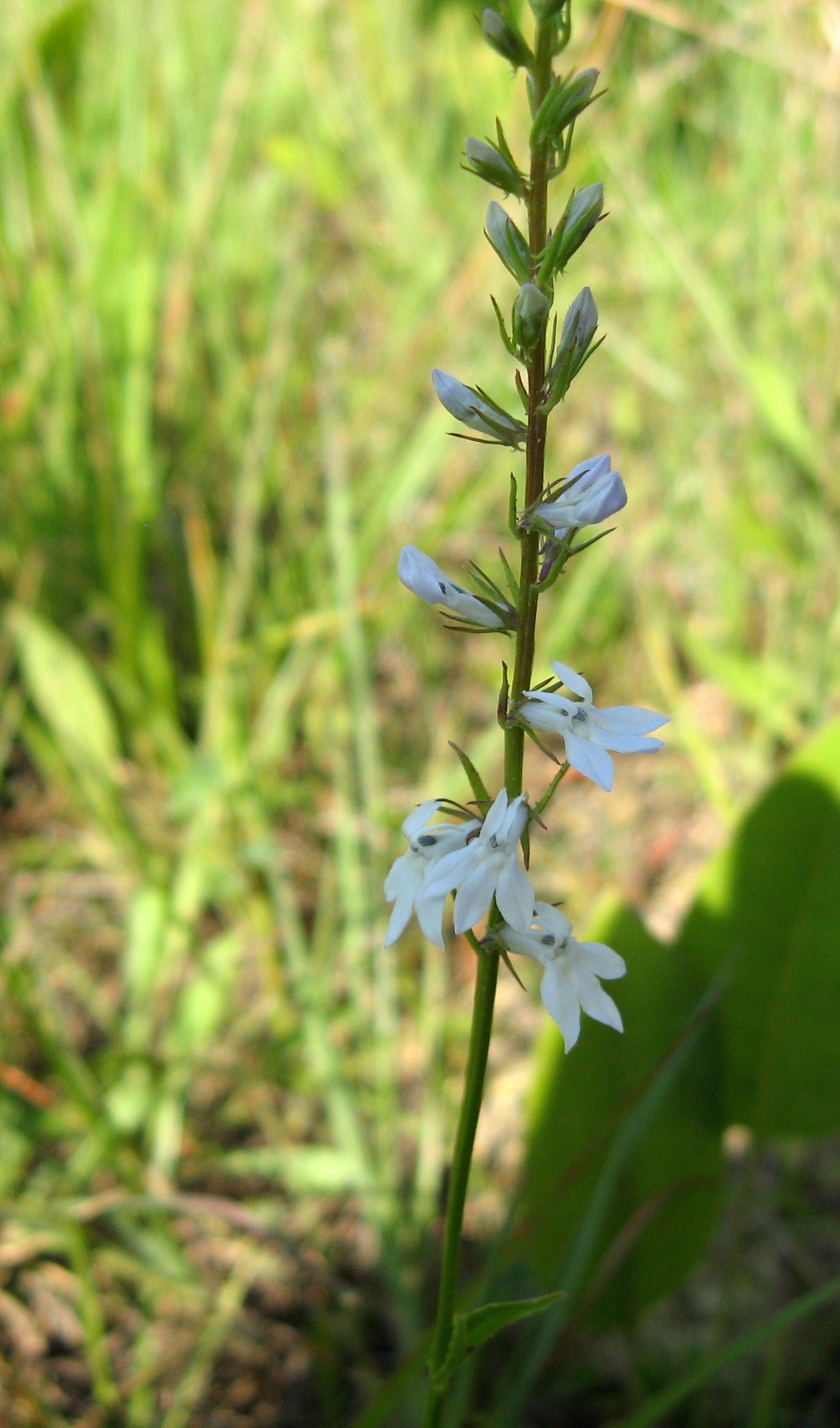 Lobelia spicata-Sp. (Pale Spiked Lobelia)