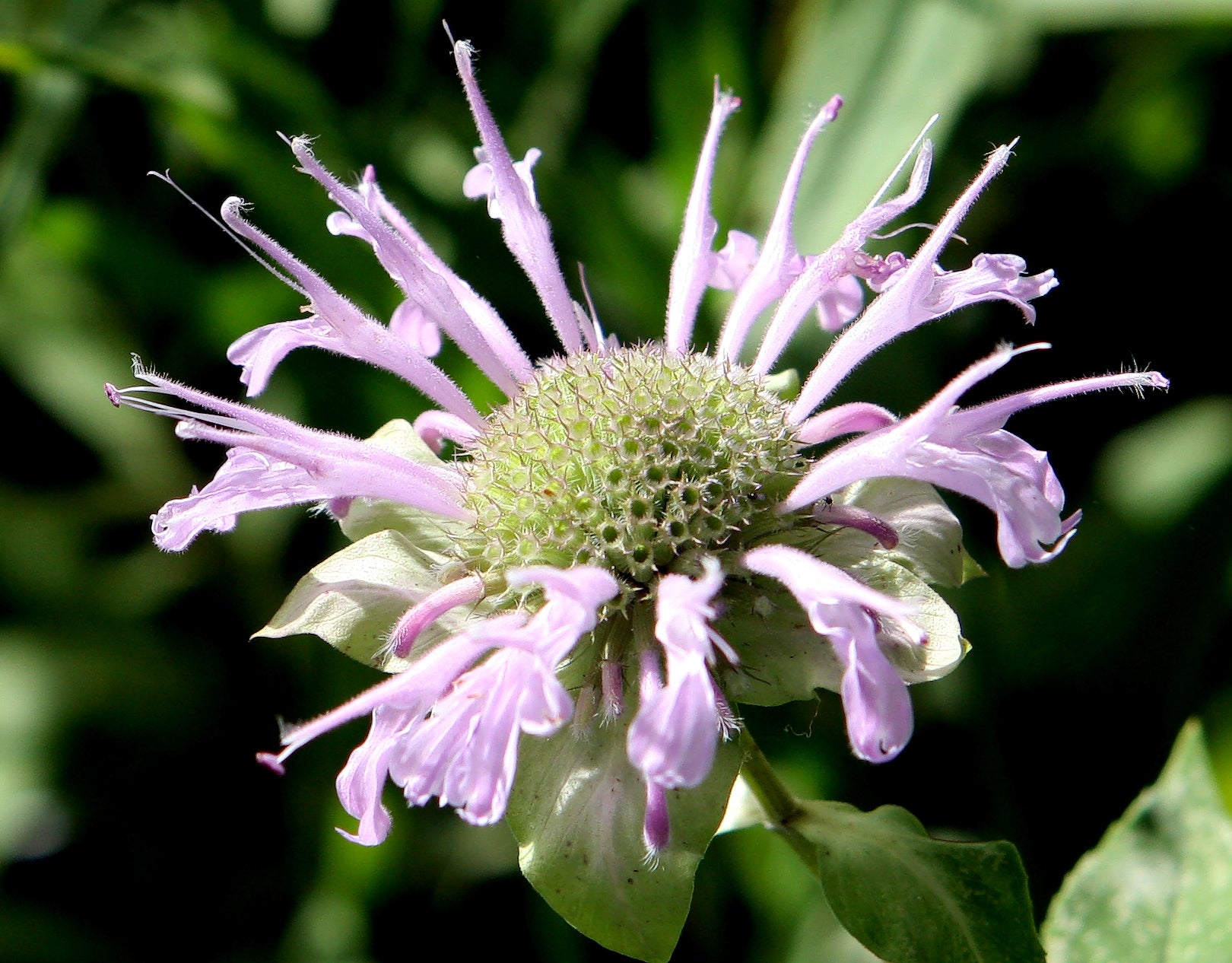 Monarda fistulosa-Sp. (Wild Bergamot) - Regional Ecotype