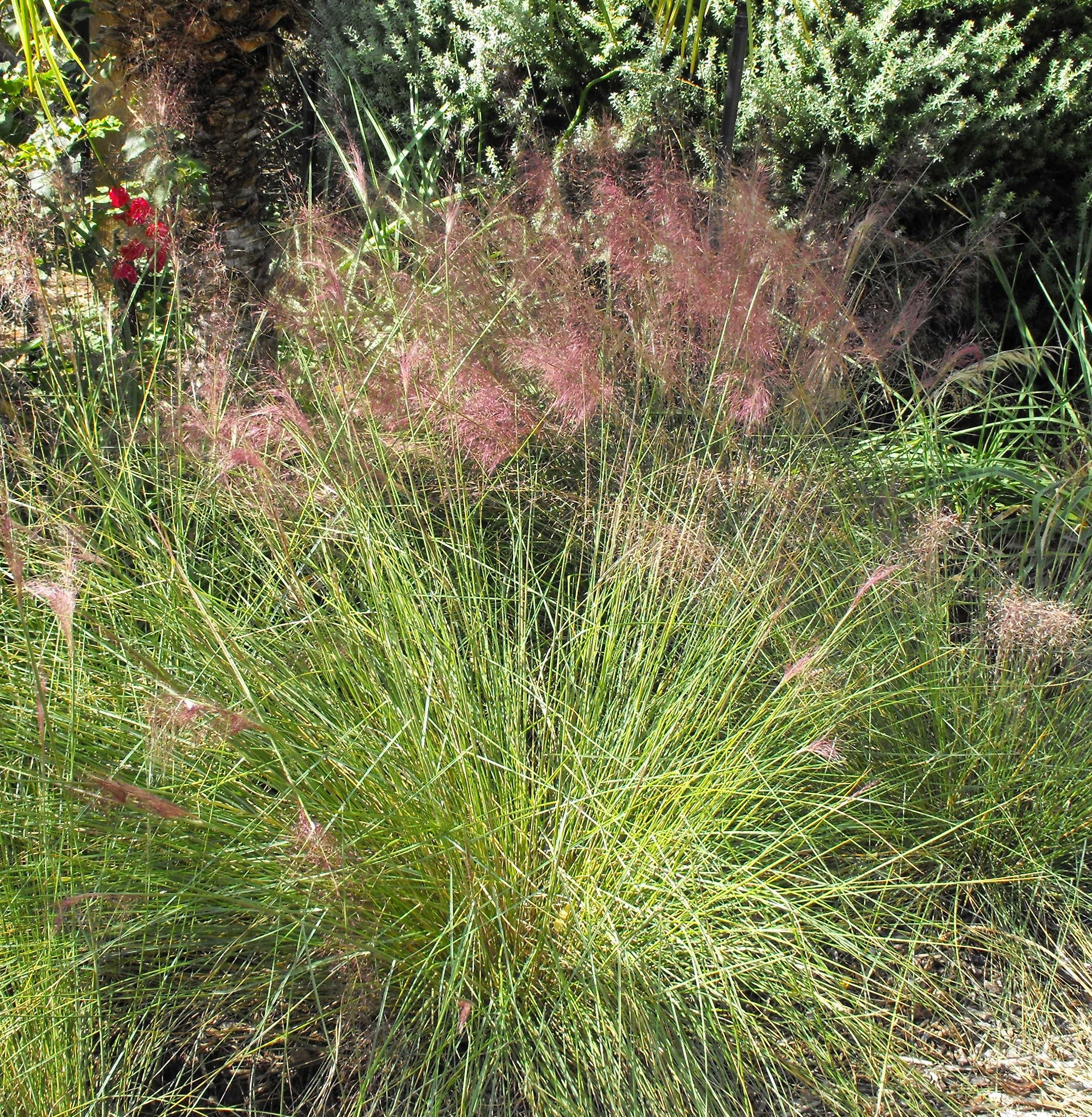 Muhlenbergia capillaris-Sp. (Pink Muhly Grass)