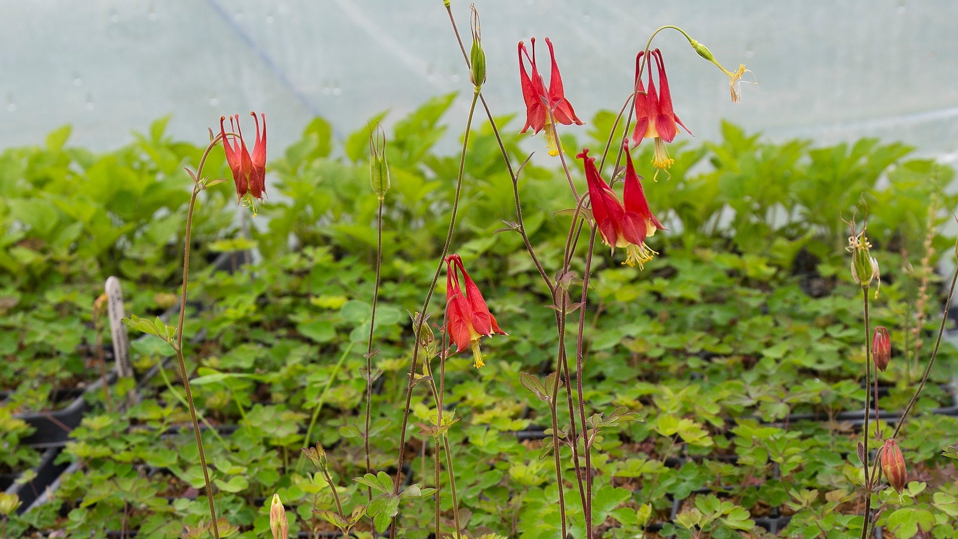 Red flowering native plant plugs growing in a greenhouse setting.