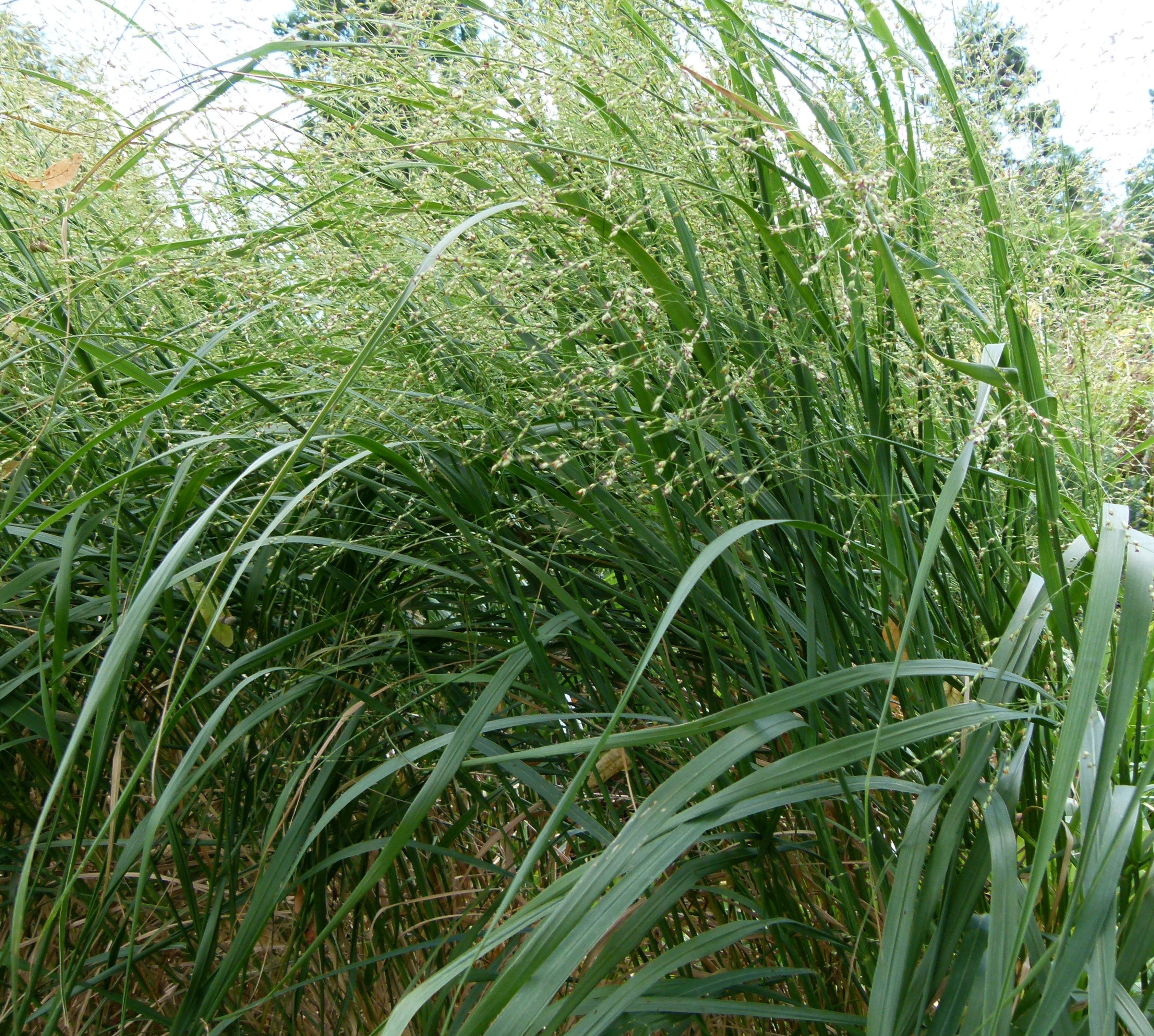 Panicum virgatum-Sp. (Switch Grass) - Regional Ecotype