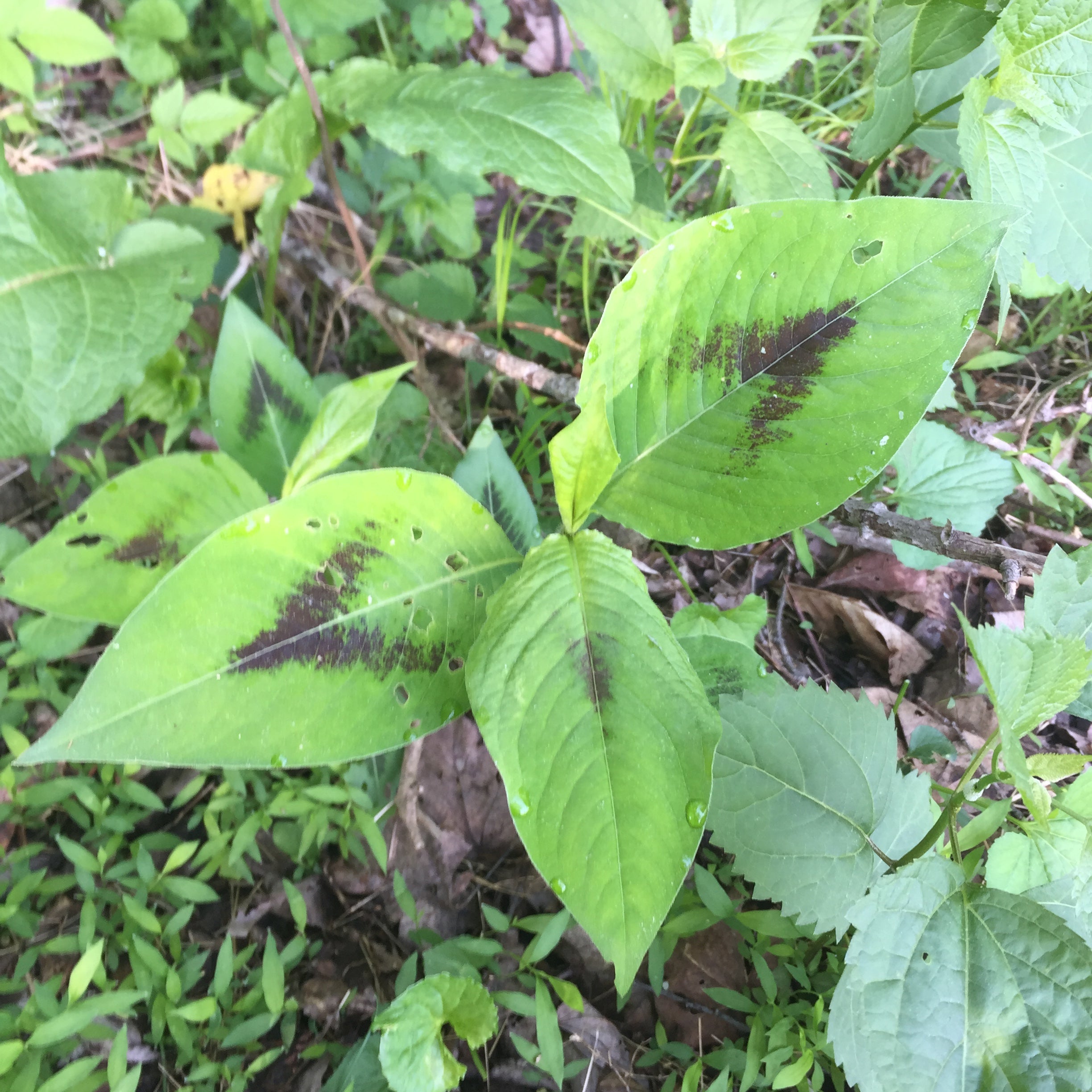 Persicaria virginiana-Sp. (Jumpseed) - Regional Ecotype