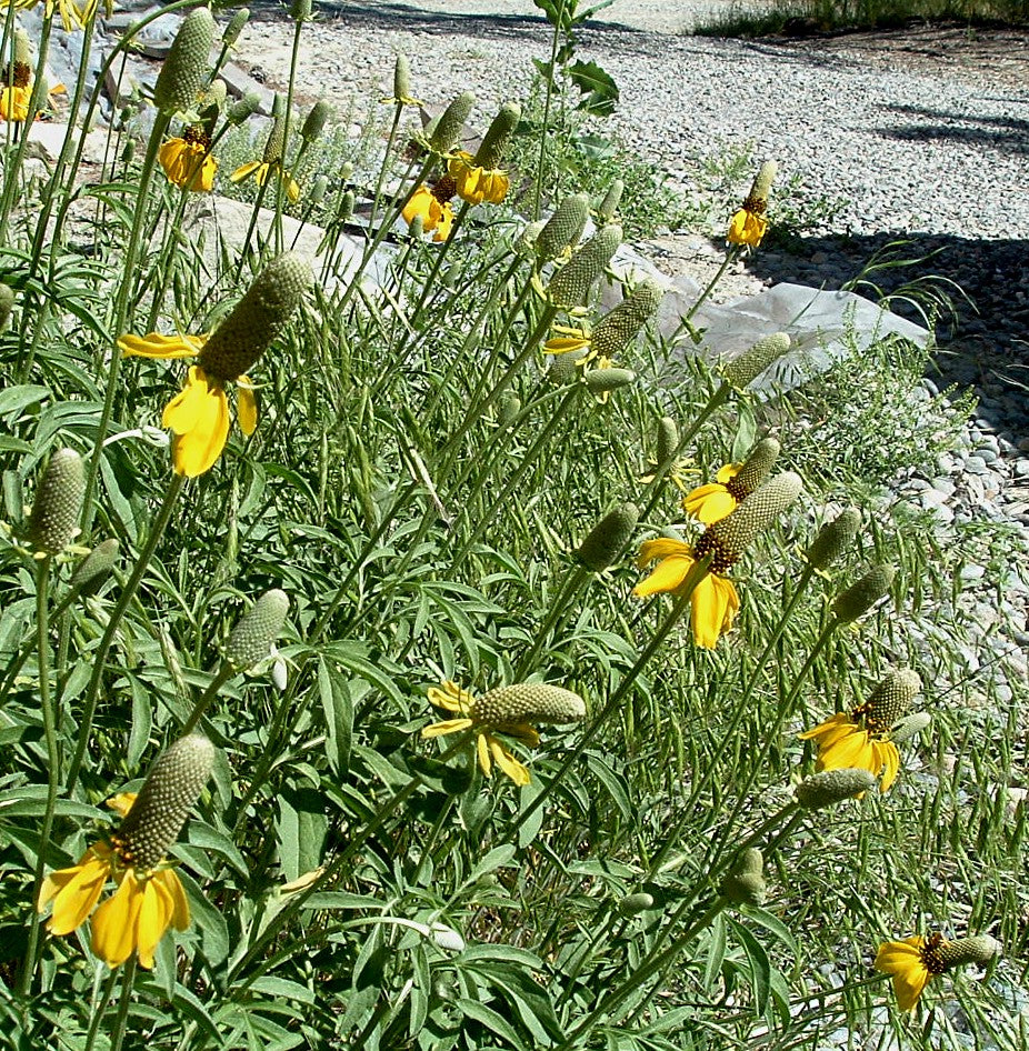 Ratibida columnifera-Sp. (Long-Headed Coneflower)