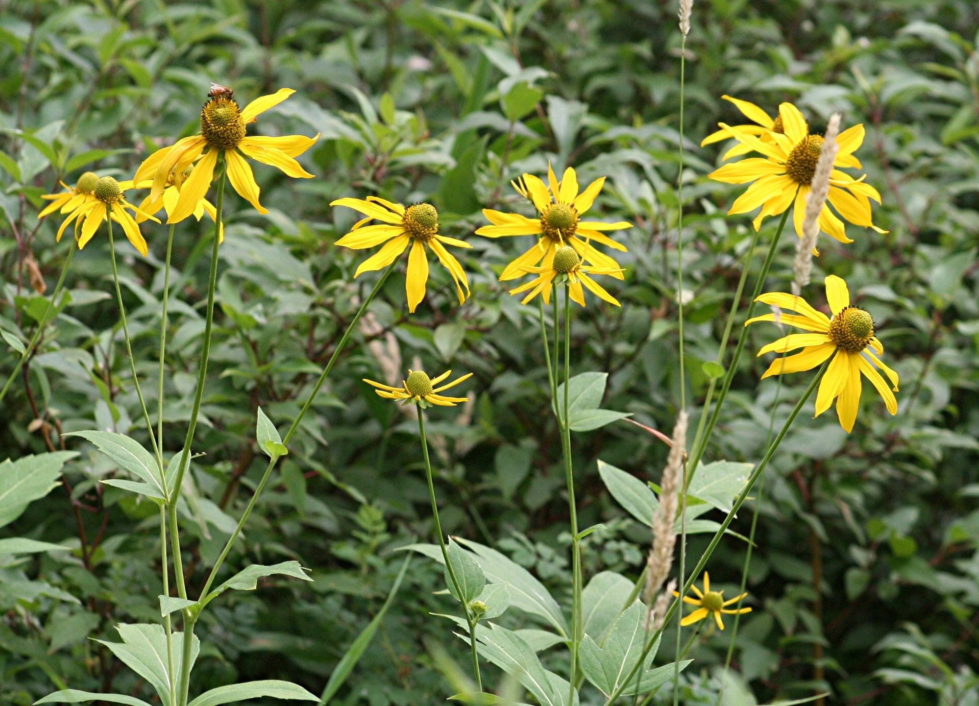 Rudbeckia laciniata-Sp. (Cutleaf Coneflower) - Regional Ecotype