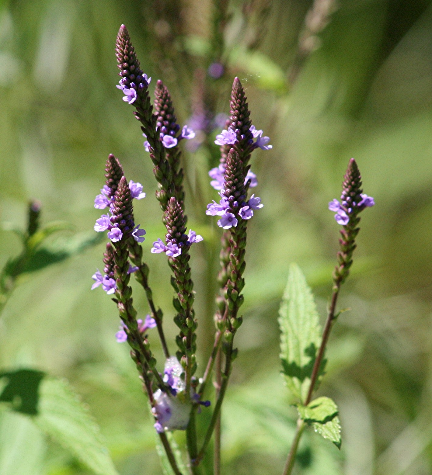 Verbena hastata-Sp. (Blue Vervain)