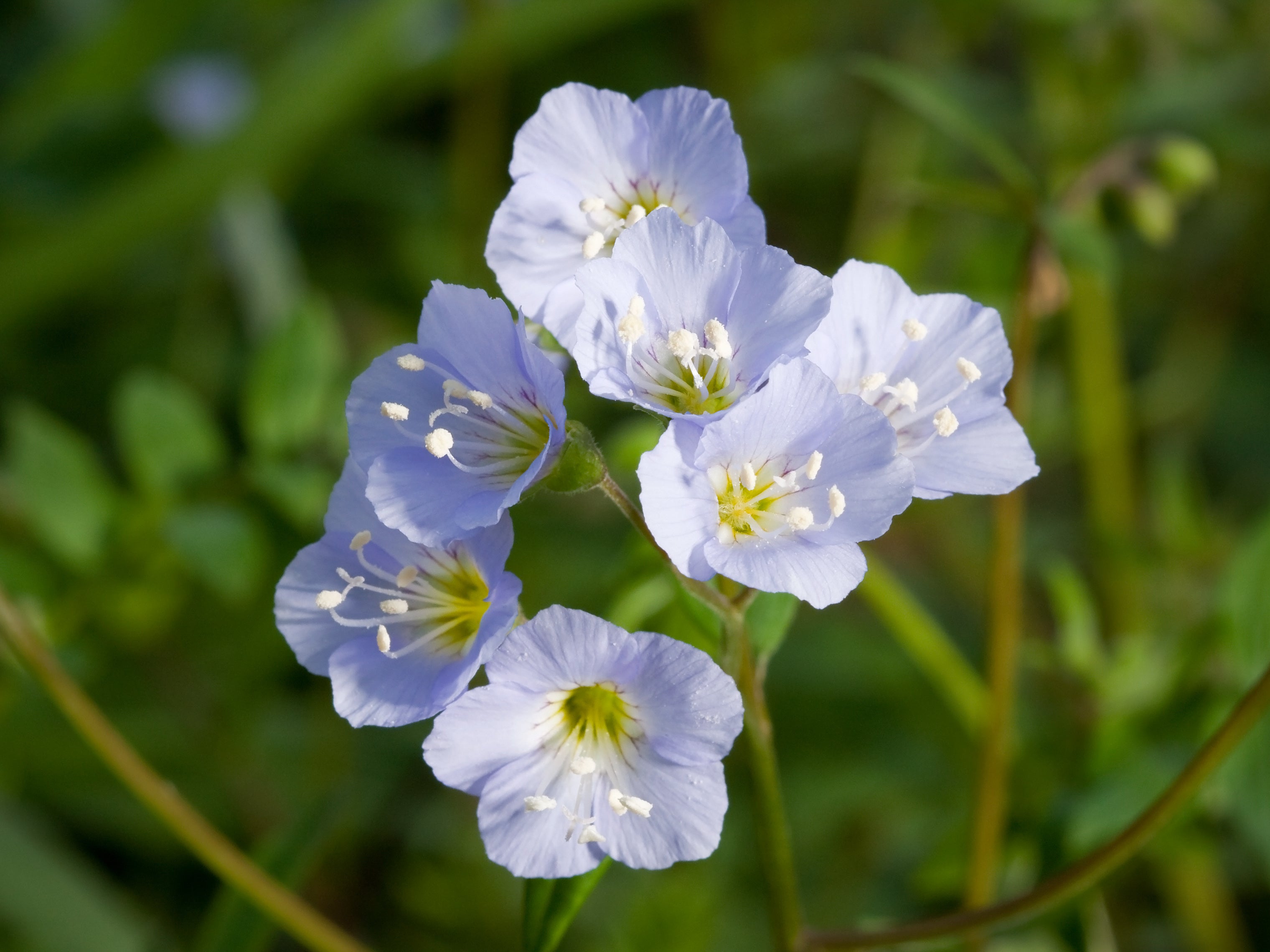 Polemonium reptans-Sp.