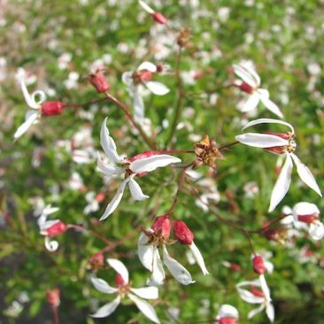 Porteranthus stipulatus-Sp. (Western Indian Physic)