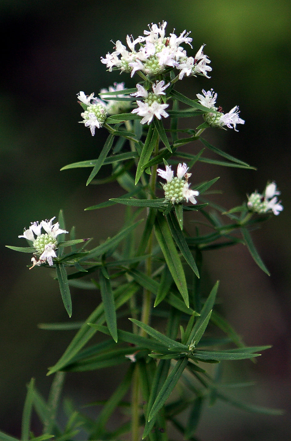 Pycnanthemum virginianum-Sp. (Virginia Mountain Mint)