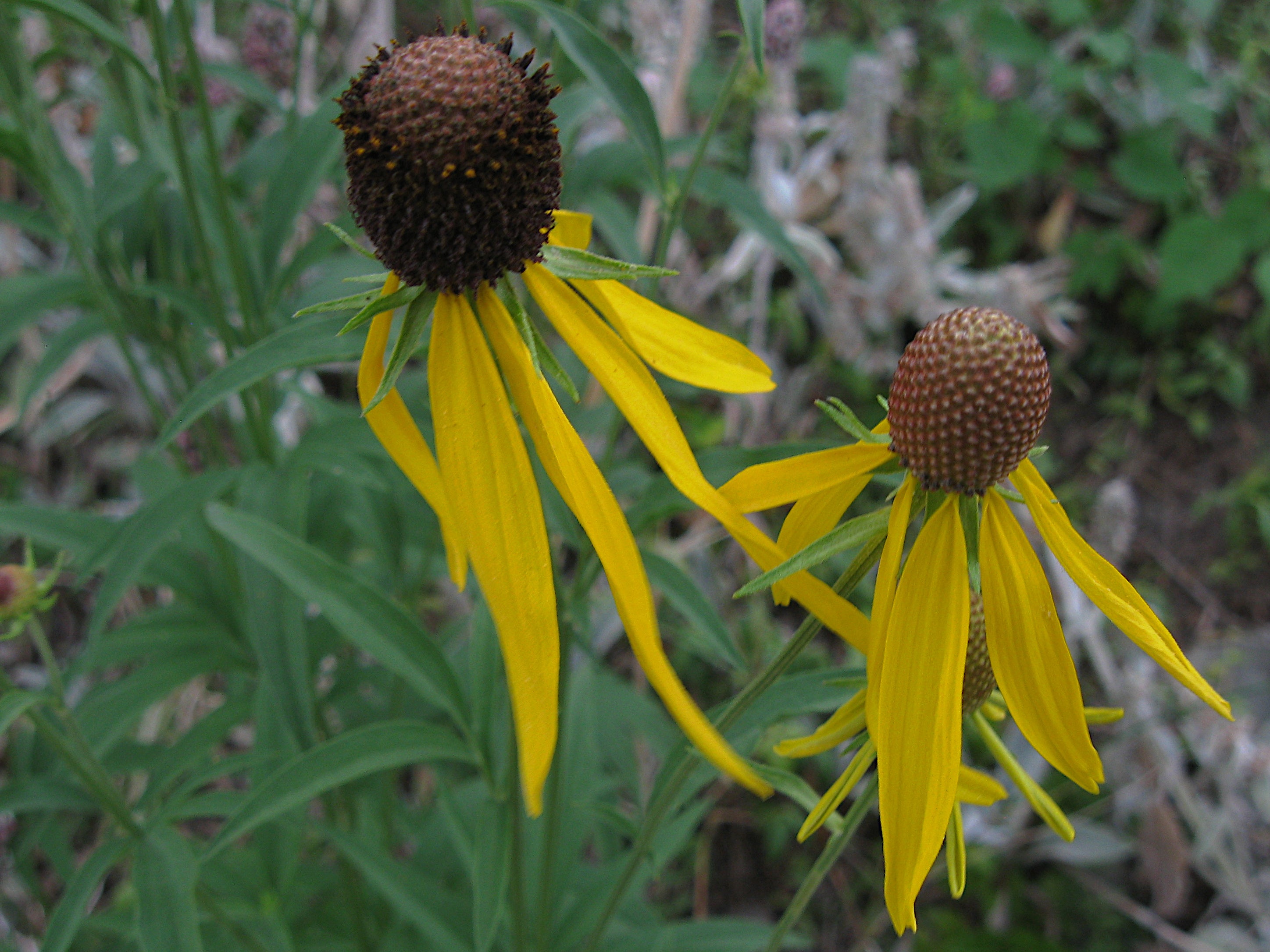 Ratibida pinnata-Sp. (Yellow Coneflower) - Regional Ecotype