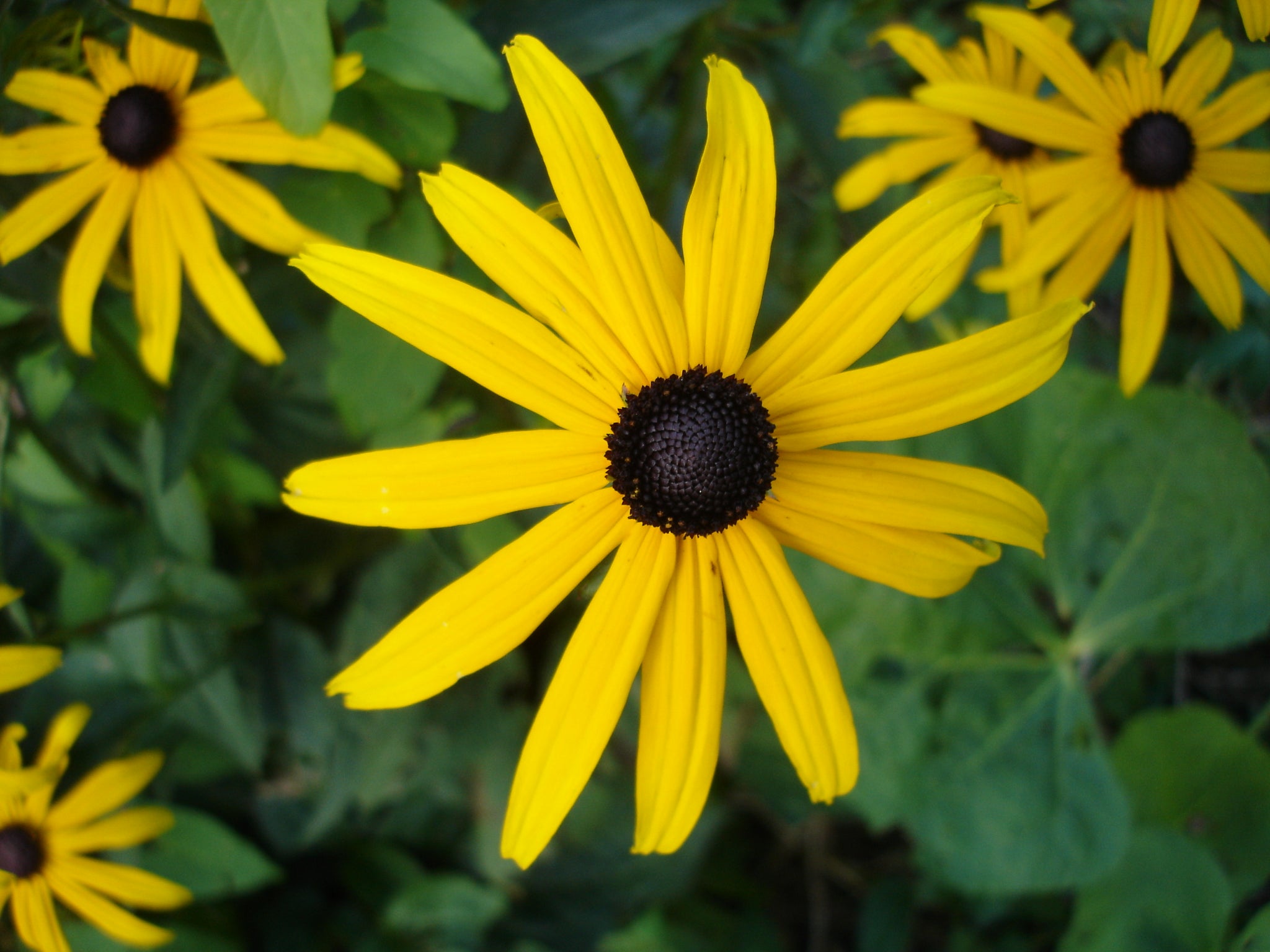 Rudbeckia fulgida-Sp. (Orange Coneflower)