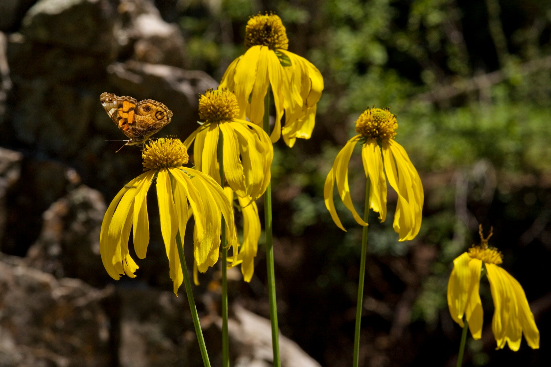 Rudbeckia laciniata-Sp. (Cutleaf Coneflower) - Regional Ecotype