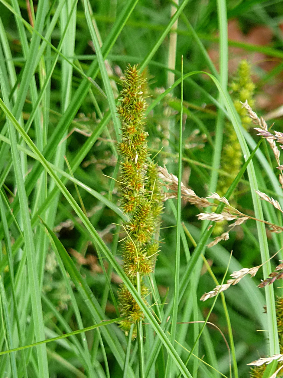 Carex vulpinoidea-Sp (Brown Fox Sedge) - Regional Ecotype