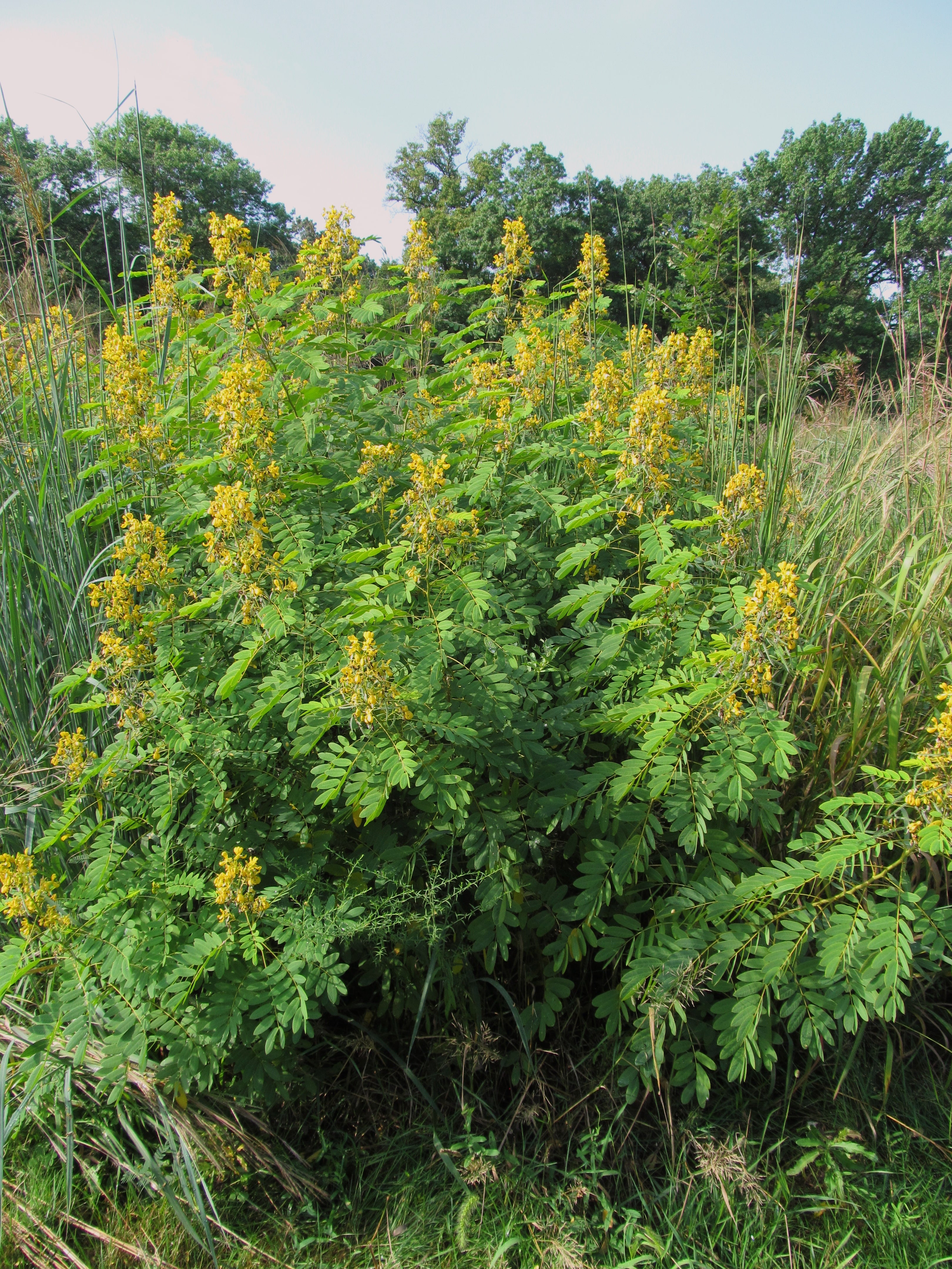 Senna hebecarpa-Sp. (Wild Senna) - Regional Ecotype