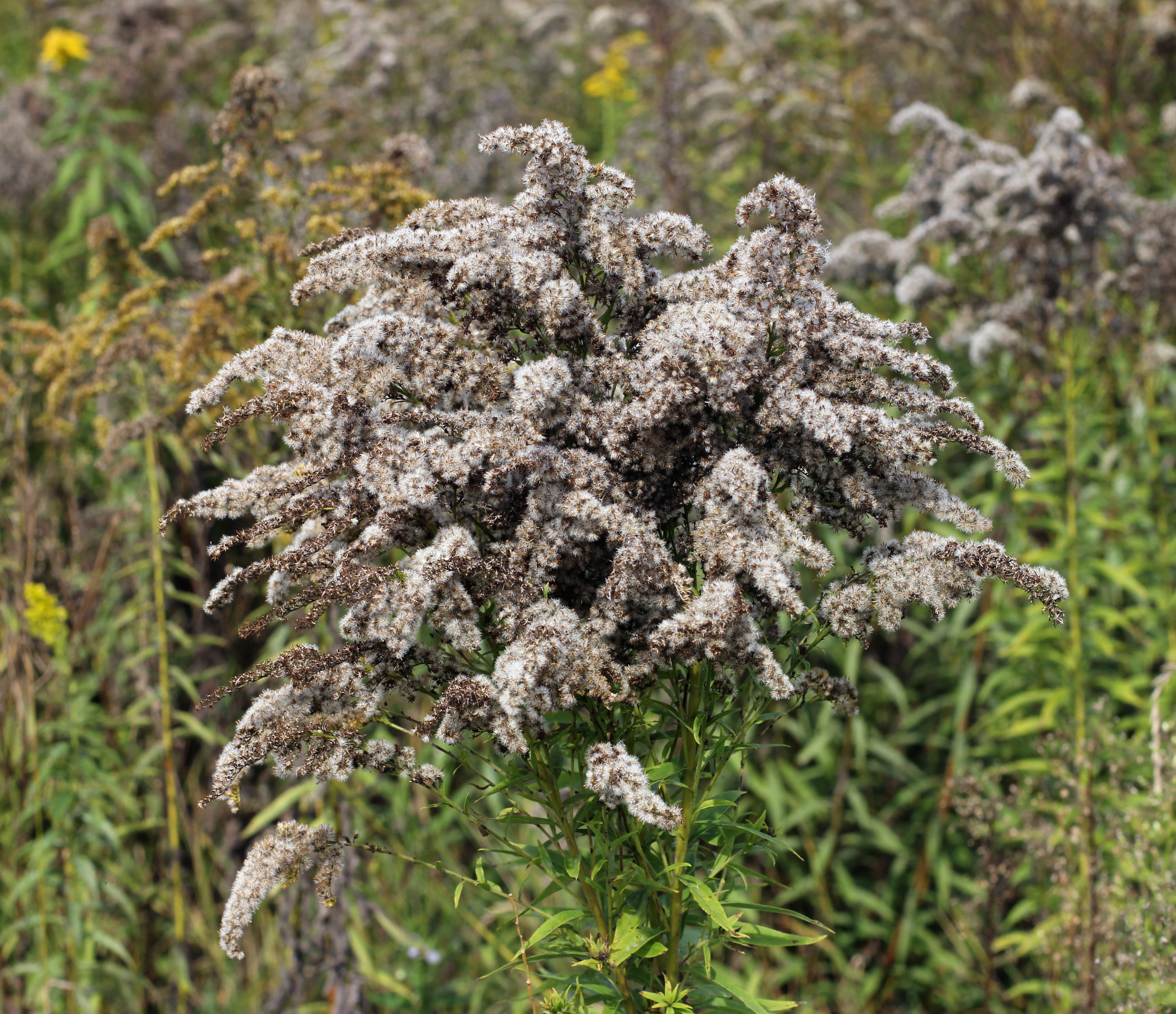 Solidago canadensis-Sp. (Canada Goldenrod) - Regional Ecotype