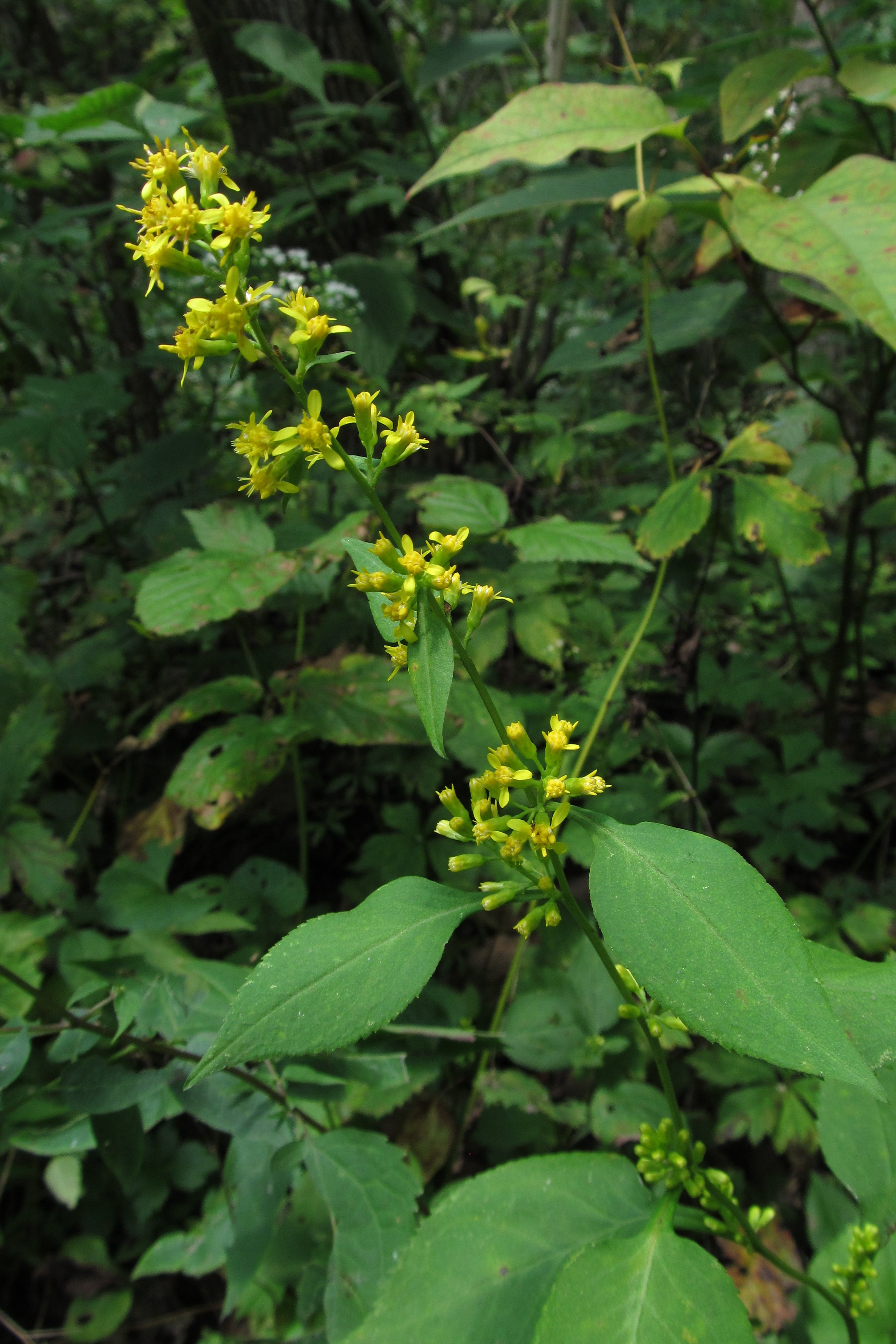 Solidago flexicaulis-Sp. (Zig Zag Goldenrod)