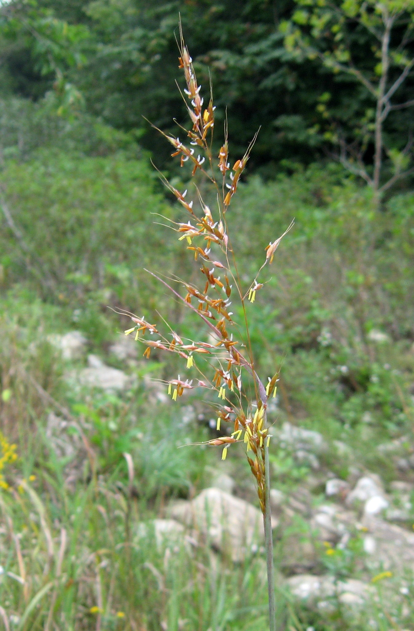 Sorghastrum nutans-Sp. (Indiangrass) - Regional Ecotype