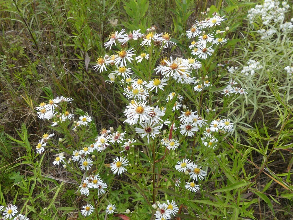 Symphyotrichum lanceolatum-Sp. (Panicled Aster) - Regional Ecotype