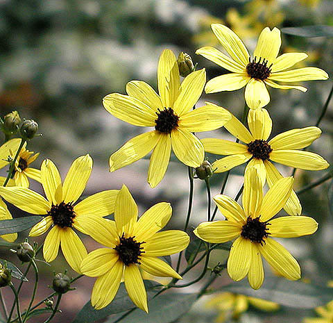 Coreopsis tripteris-Sp. (Tall Coreopsis)