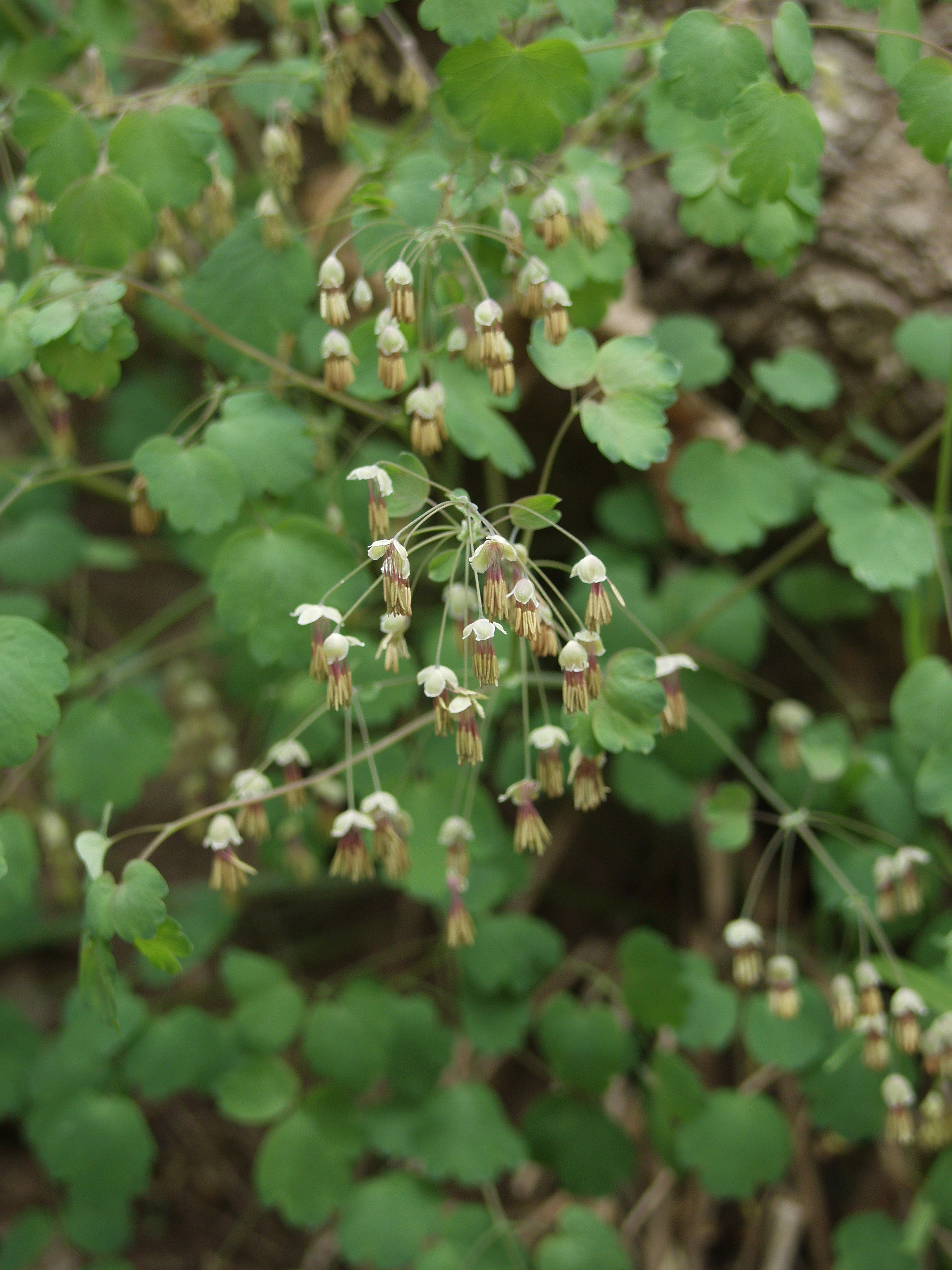 Thalictrum dioicum-Sp. (Early Meadow Rue)