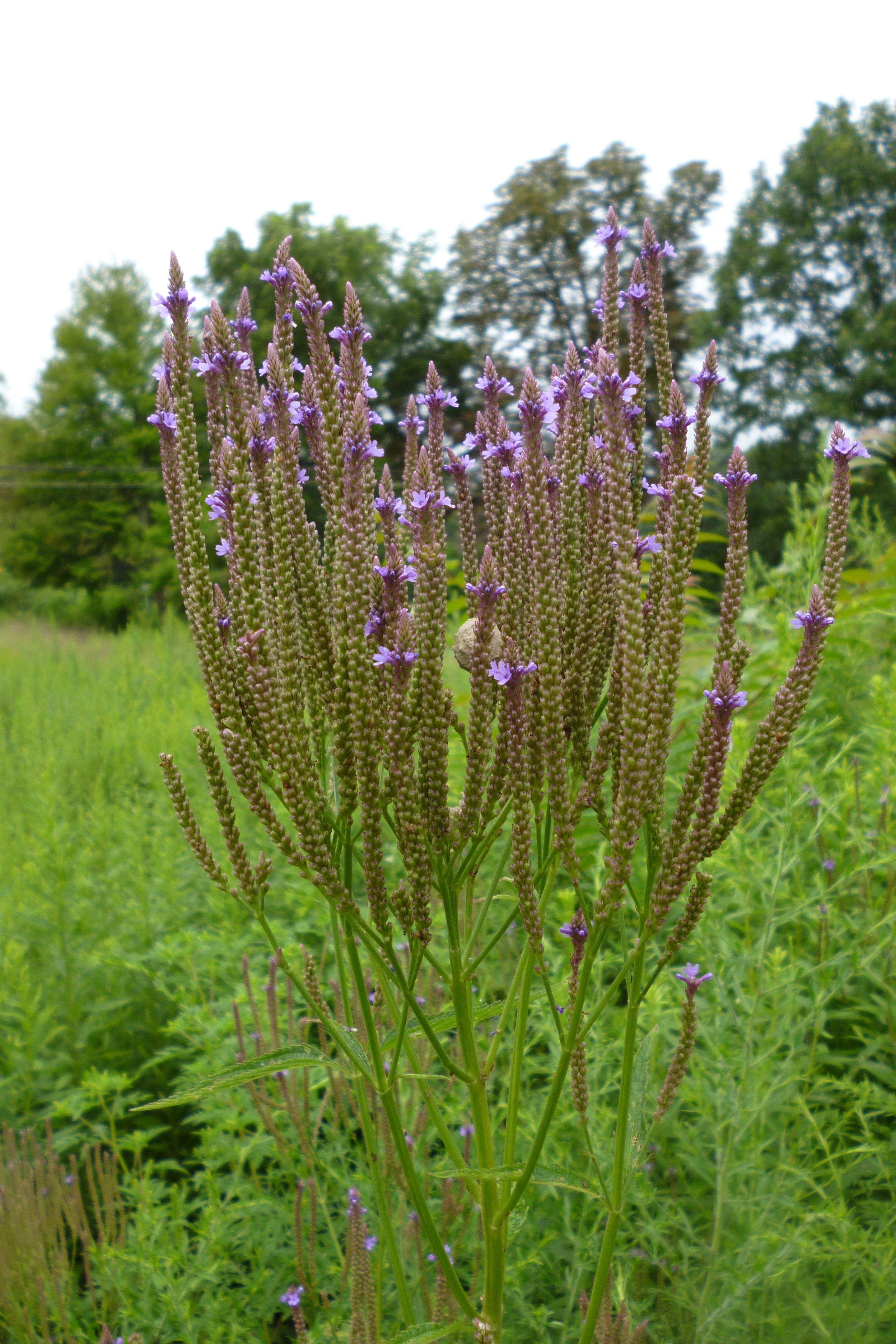 Verbena hastata-Sp. (Blue Vervain)