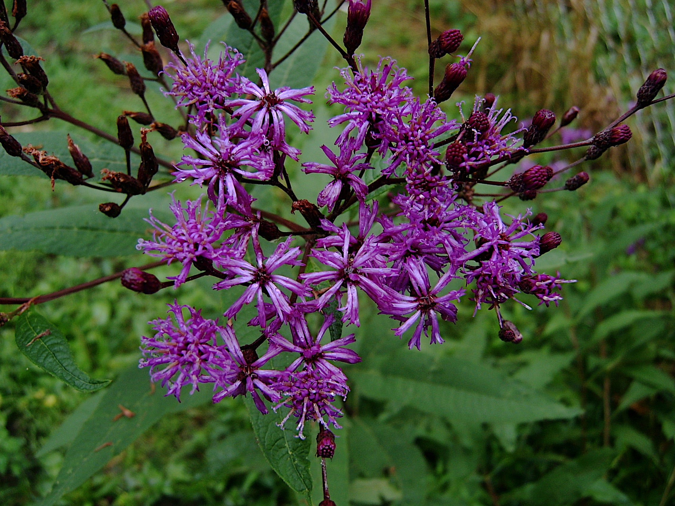 Vernonia gigantea-Sp. (Tall Ironweed) - Regional Ecotype