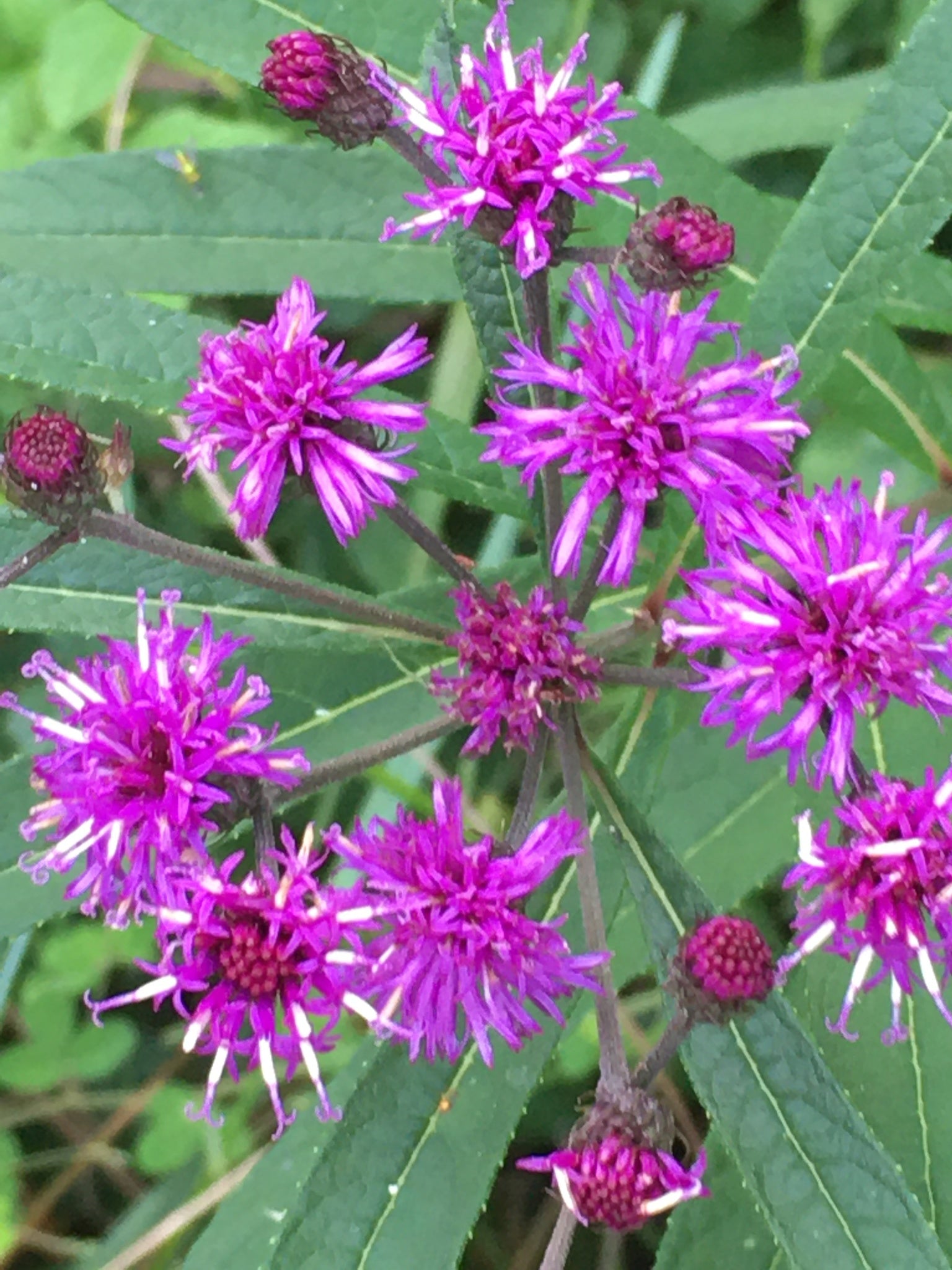 Vernonia noveboracensis-Sp. (New York Ironweed) - Regional Ecotype