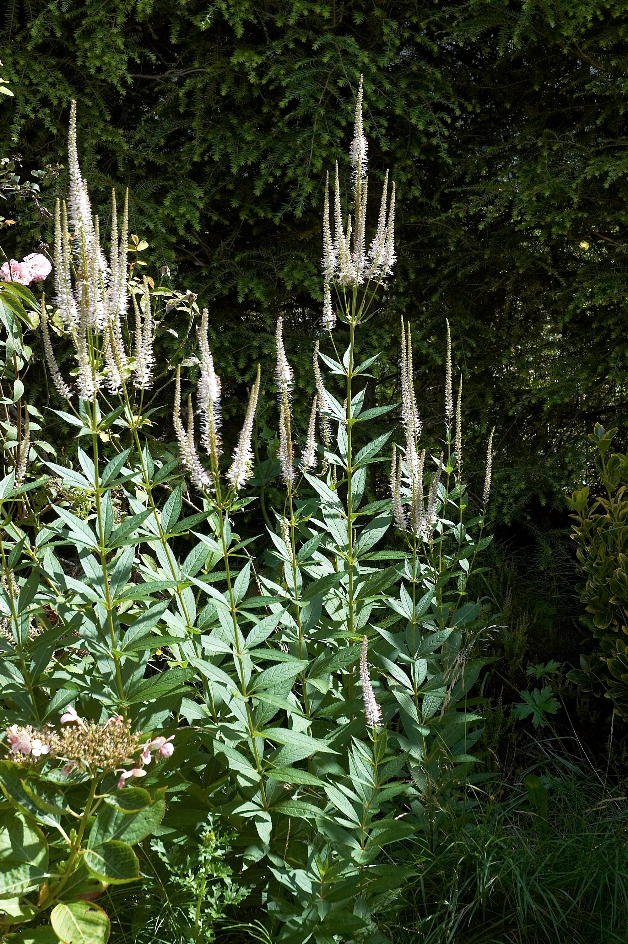 Veronicastrum virginicum-Sp. (Culver's Root) - Regional Ecotype