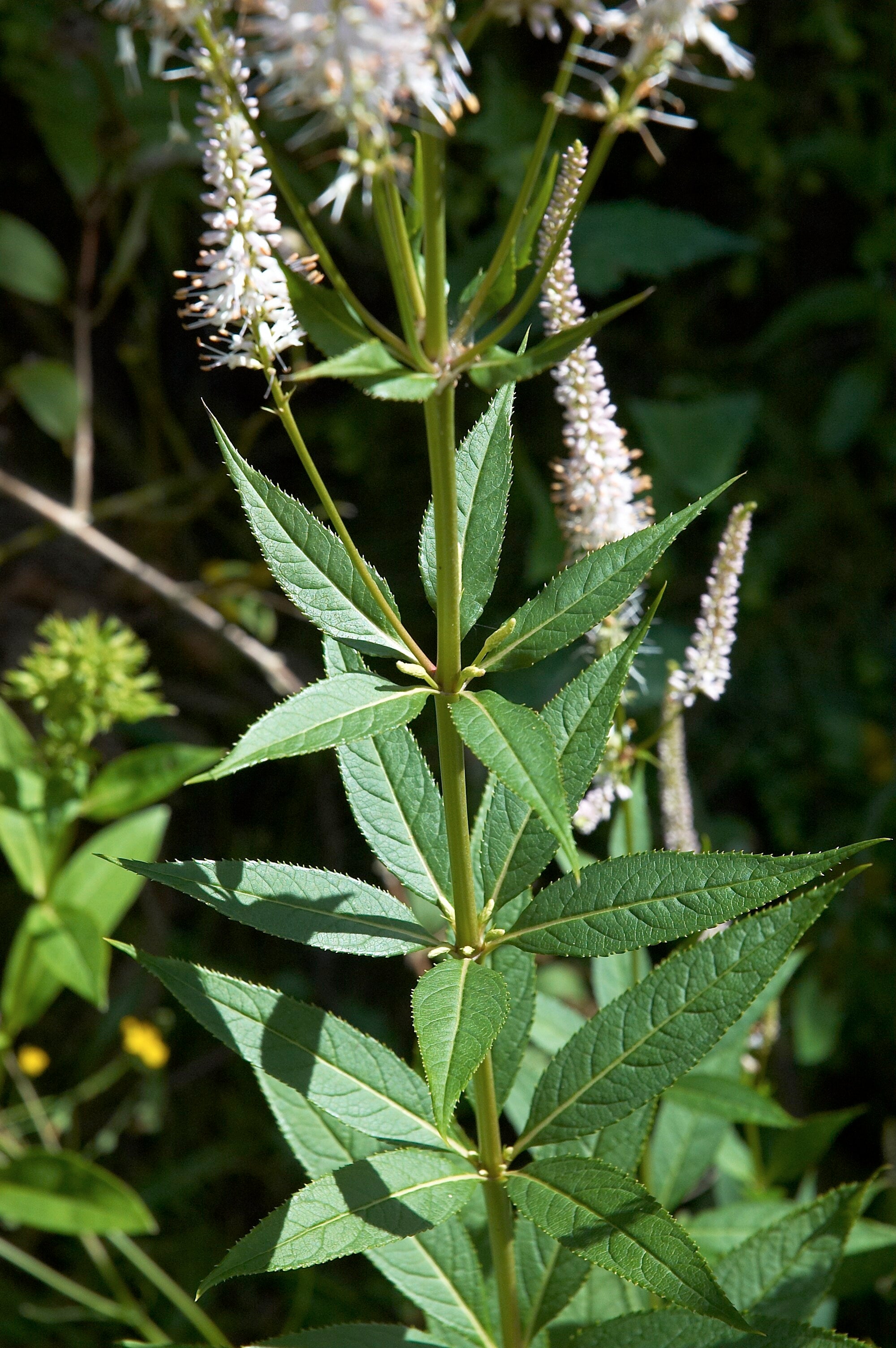 Veronicastrum virginicum-Sp. (Culver's Root) - Regional Ecotype