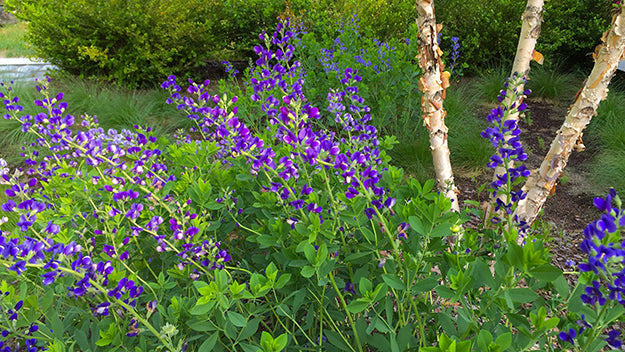 Baptisia australis-Sp. (Blue False Indigo)