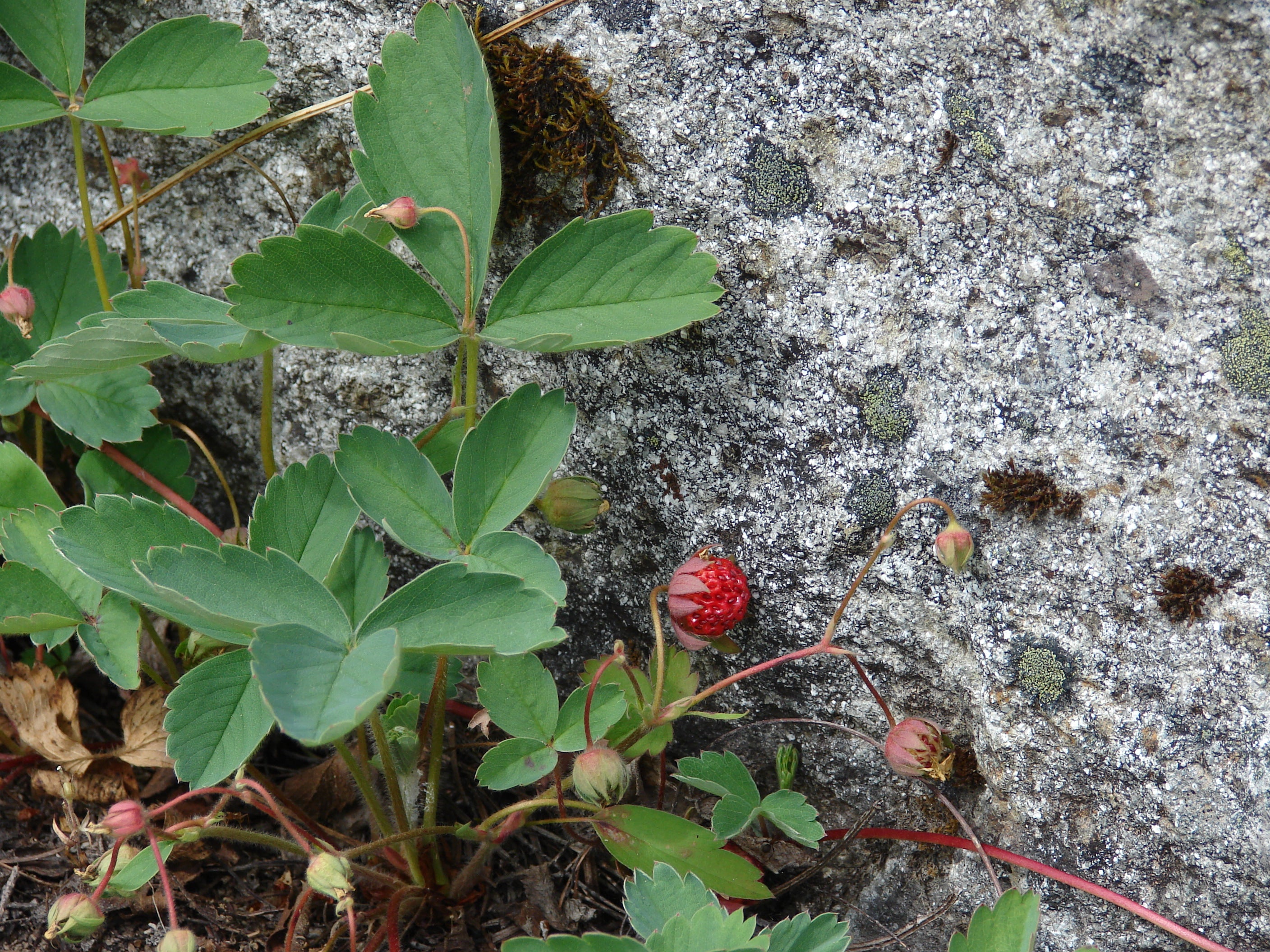 Fragaria virginiana-Sp. (Virginia Strawberry)