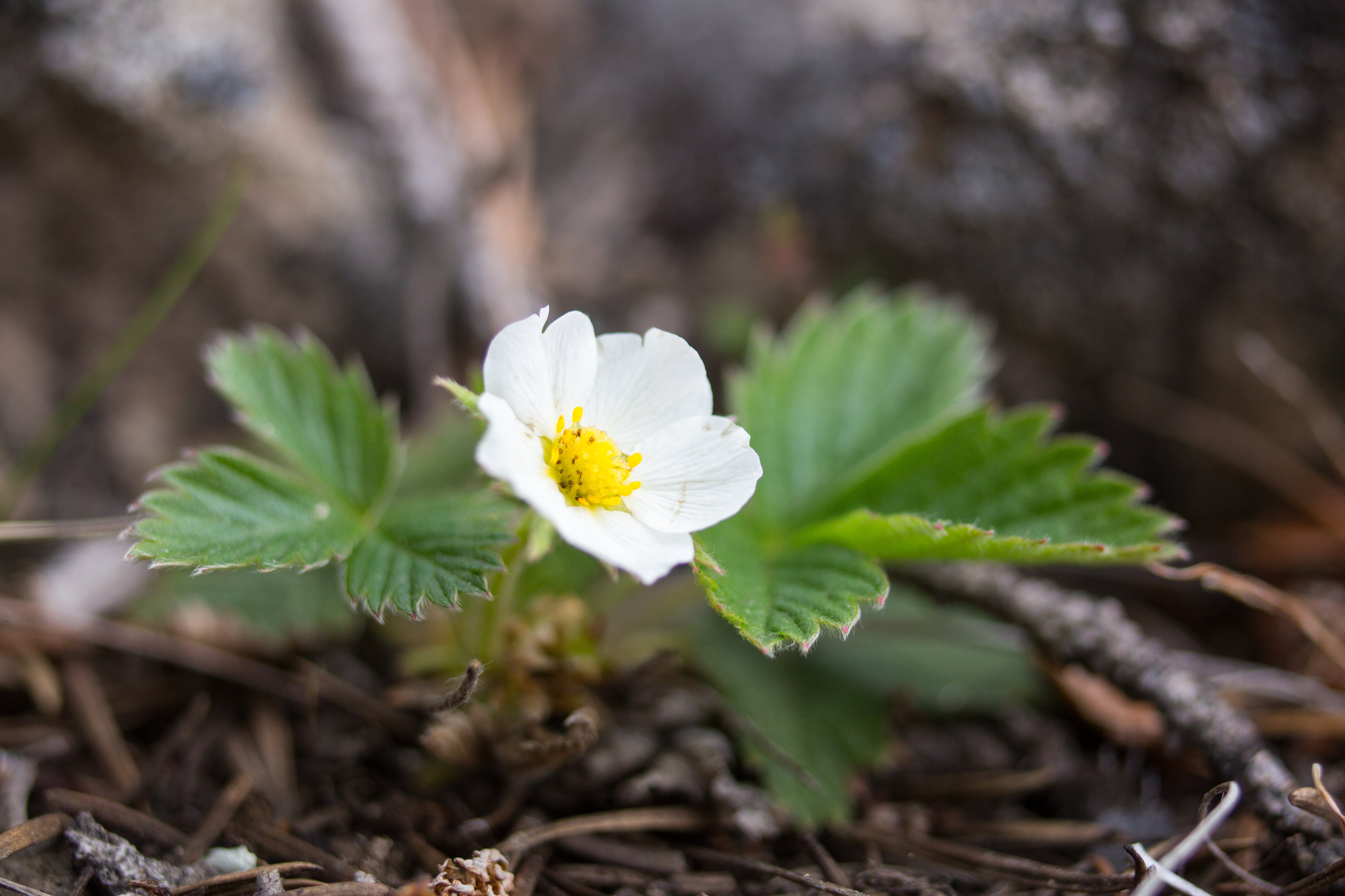 Fragaria virginiana-Sp. (Virginia Strawberry)