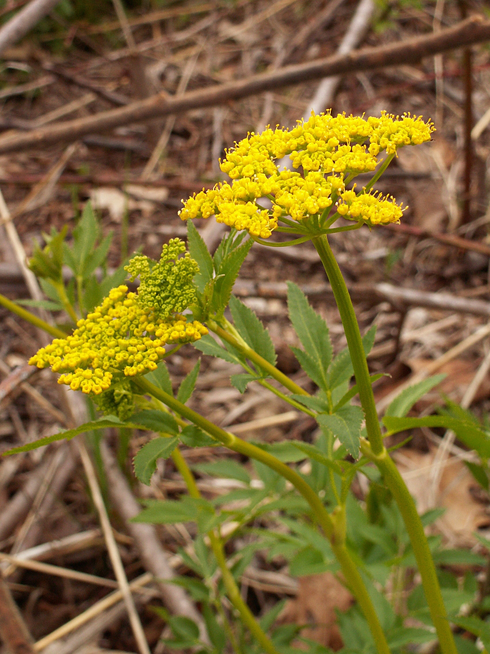 Zizia aurea-Sp. (Golden Alexanders)