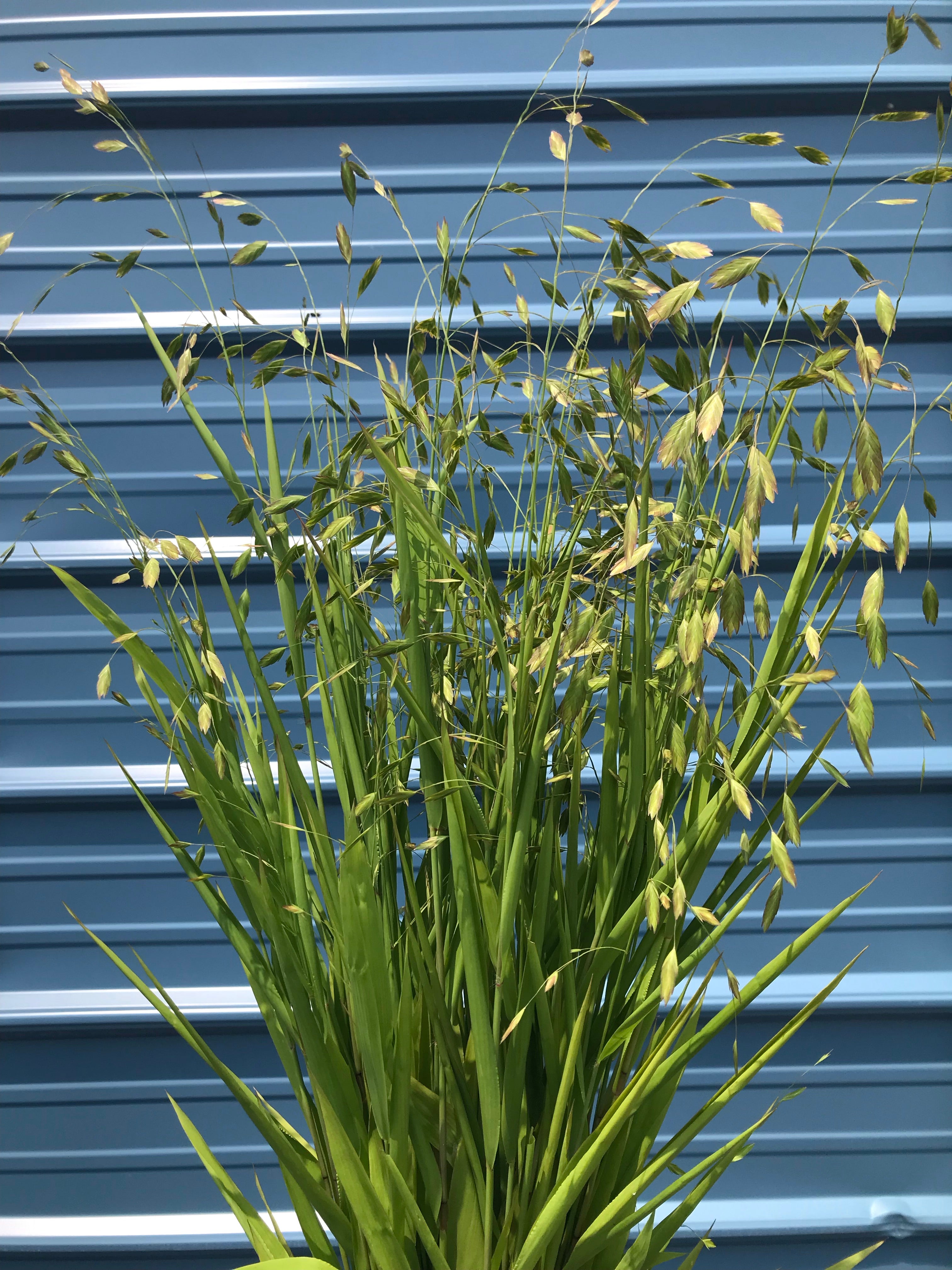 Chasmanthium latifolium-Sp. (Sea Oats Grass) - Regional Ecotype