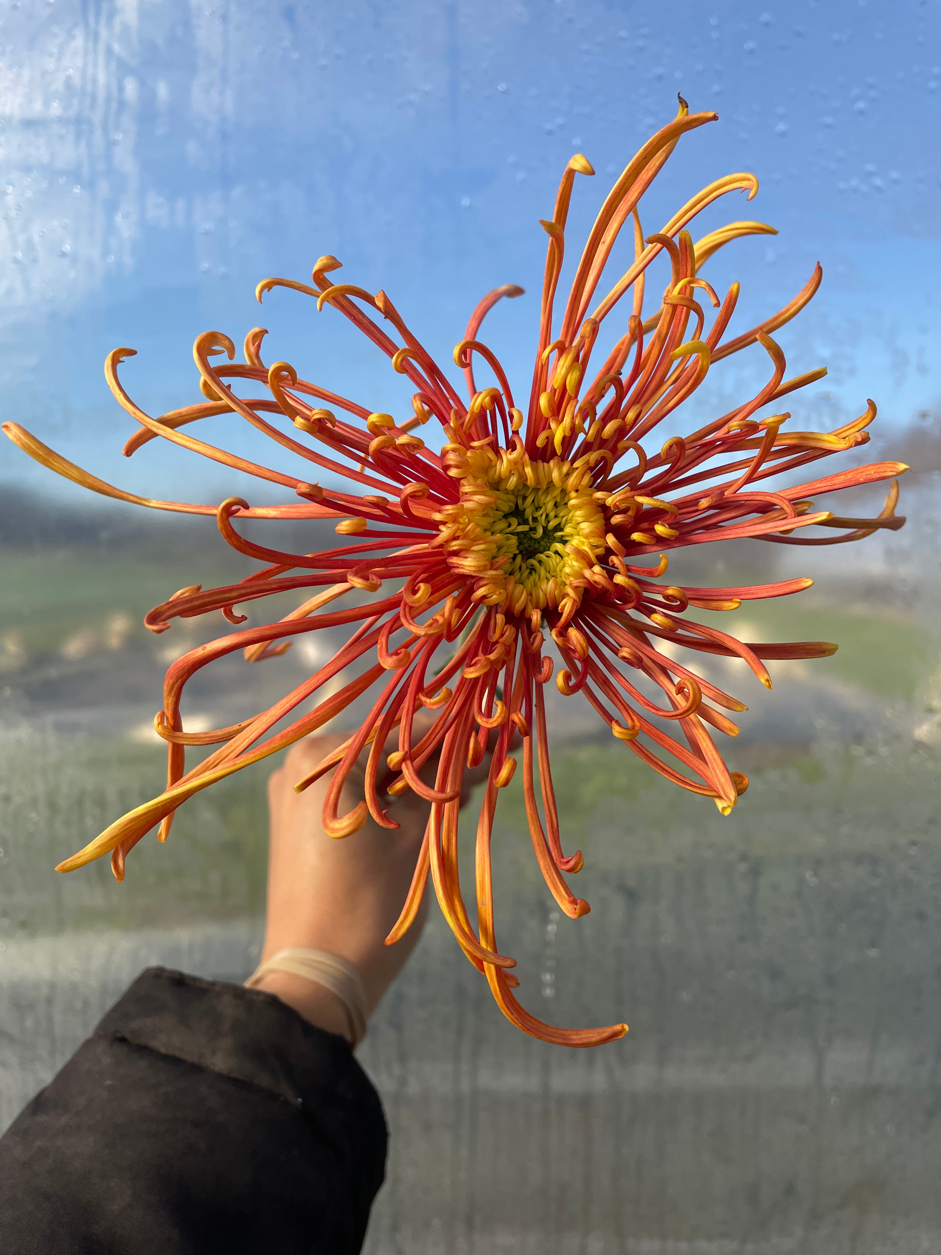 Chrystanthemum - Coral Reef, 5-stem bunch