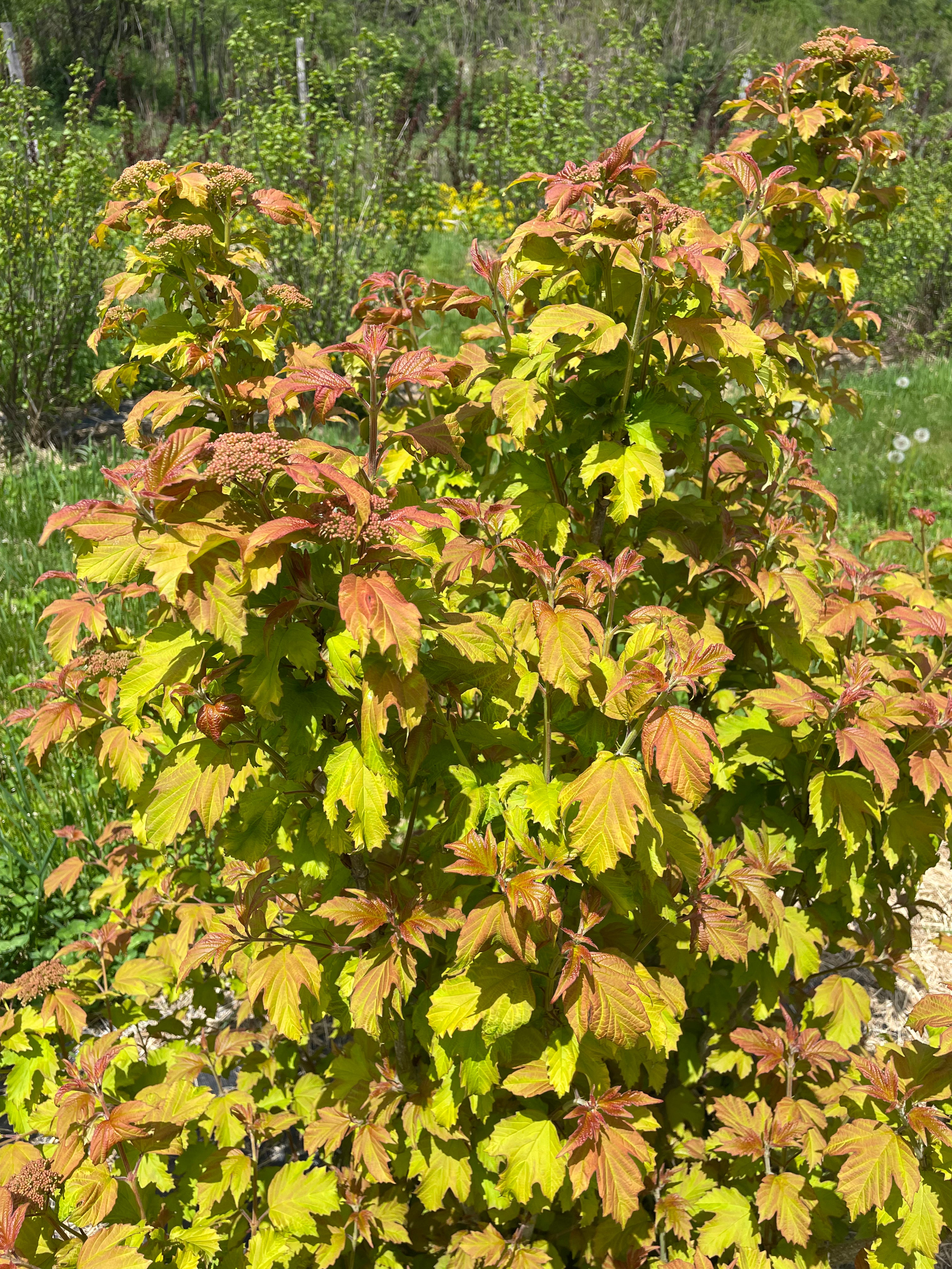 Foliage, Viburnum-Oh Canada