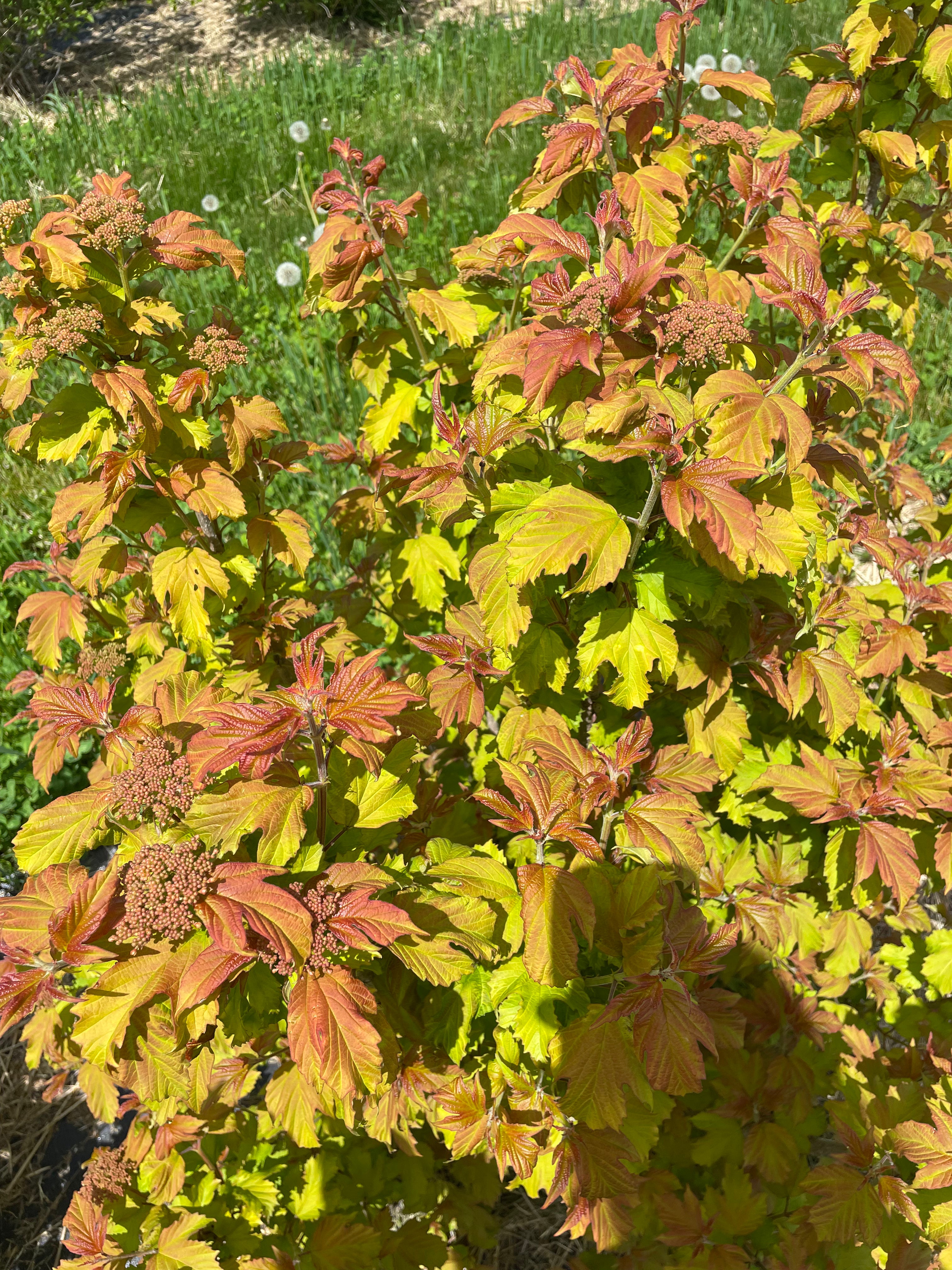 Foliage, Viburnum-Oh Canada