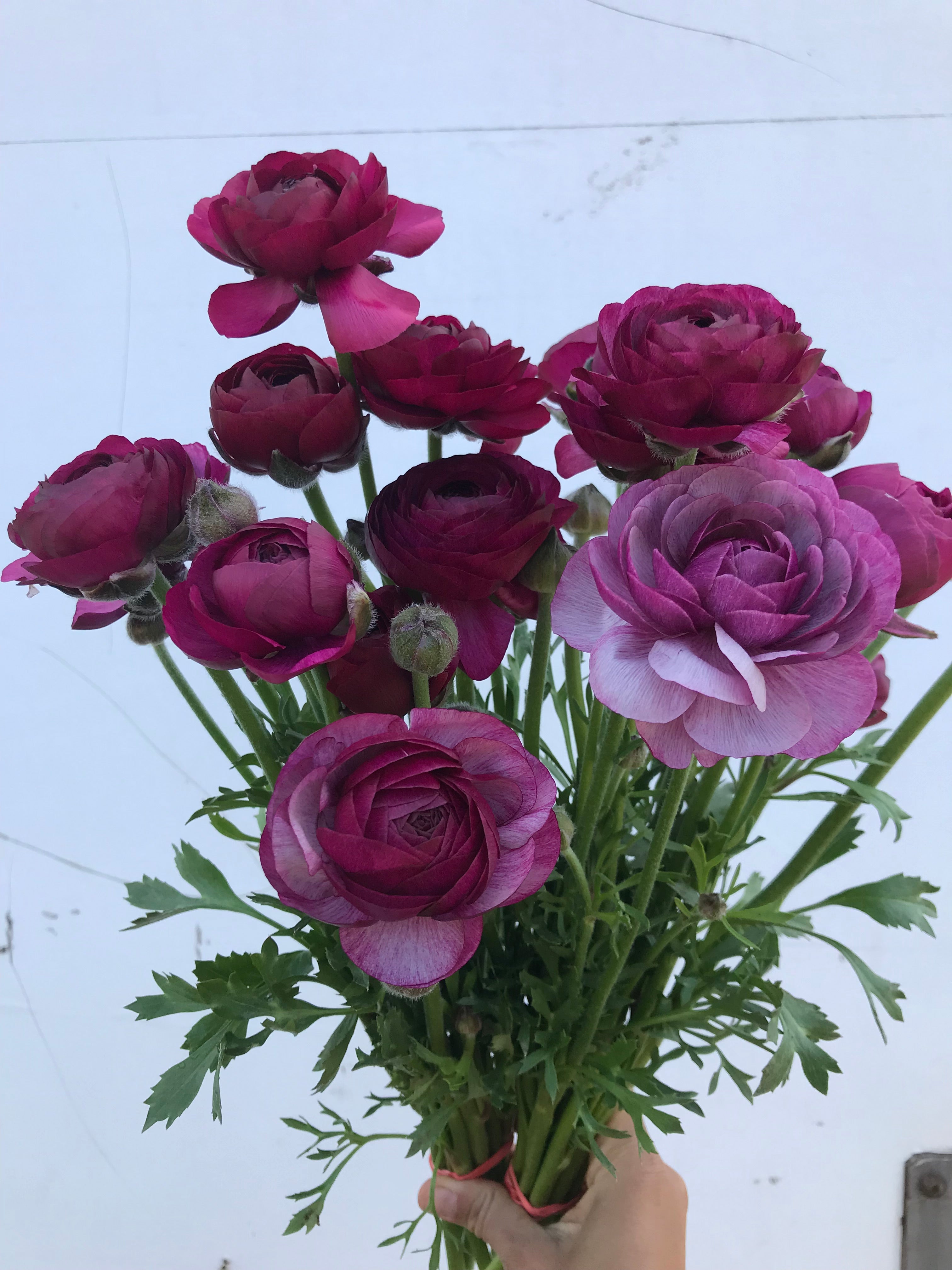 Ranunculus-Purple Jean