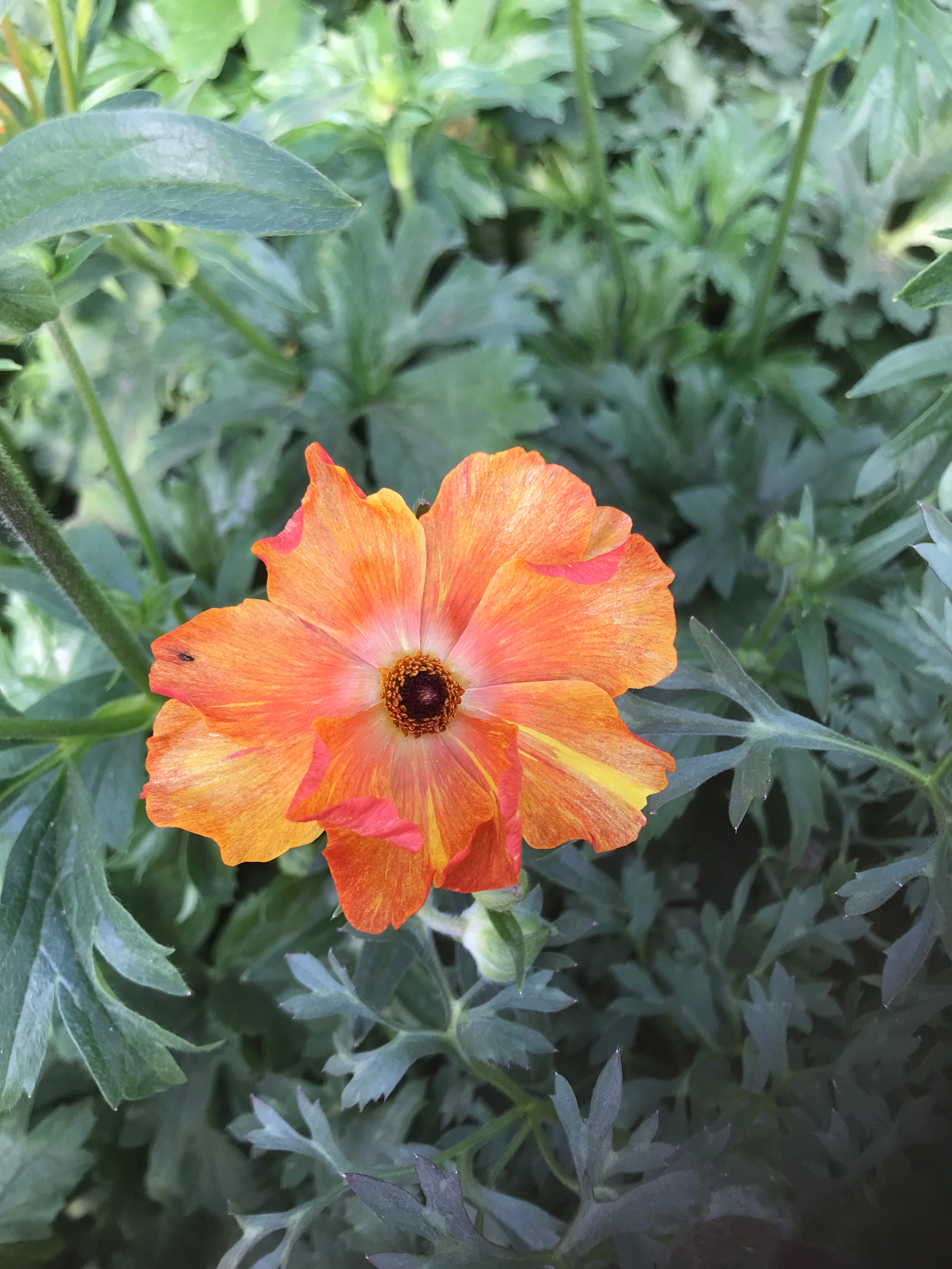 Butterfly Ranunculus-Minoan