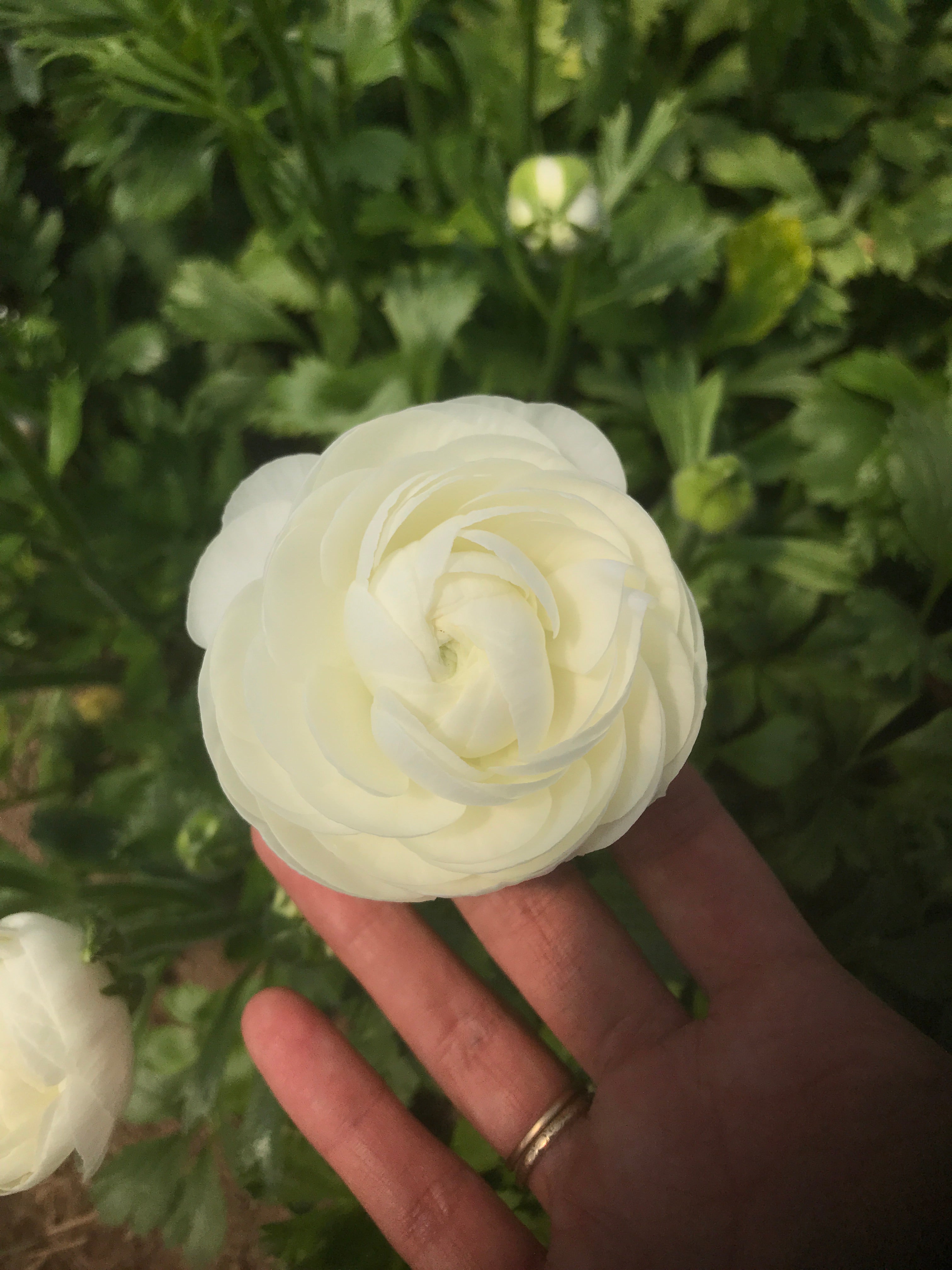 Ranunculus-Elegance Bianco