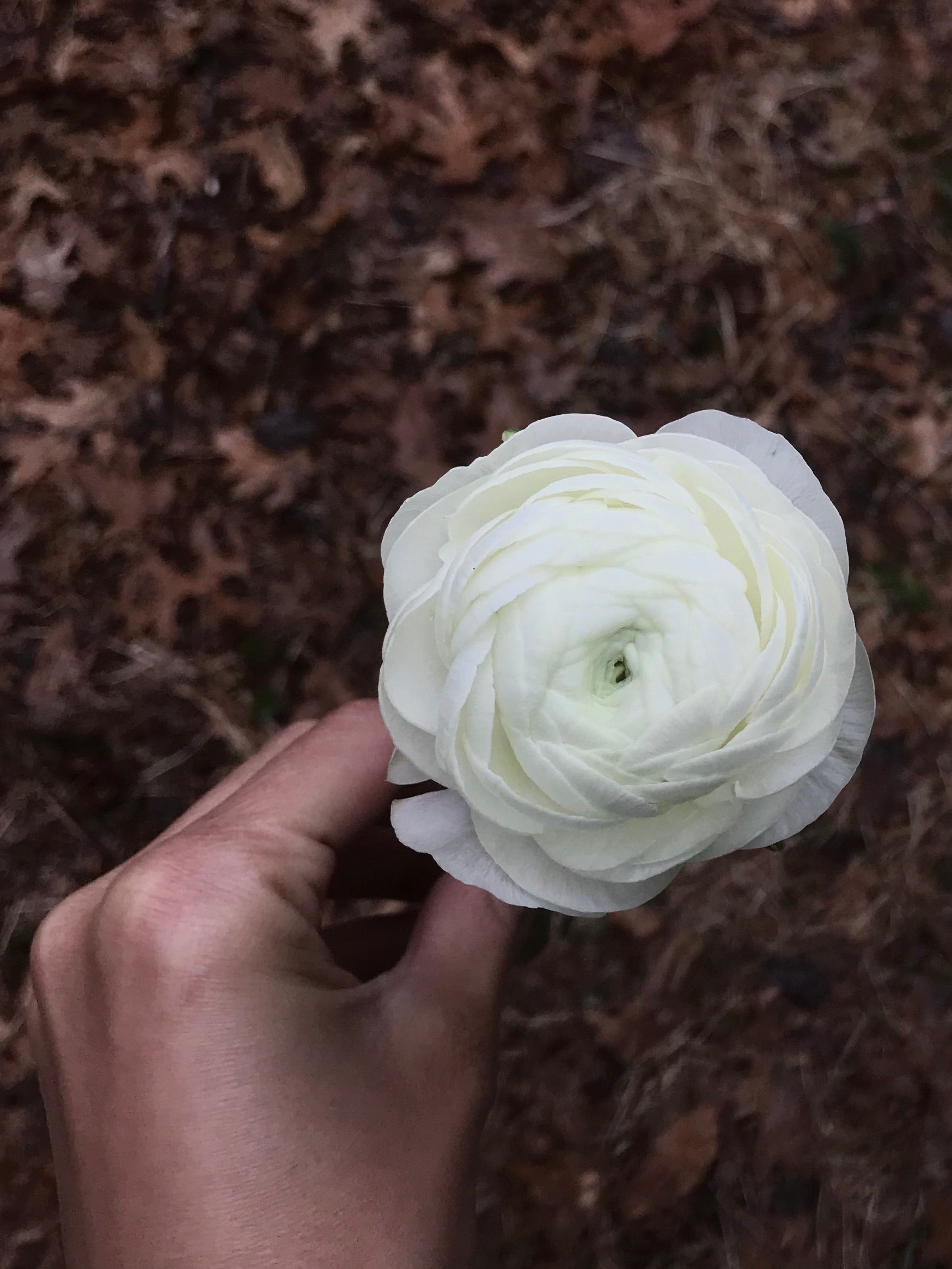 Ranunculus-Elegance Bianco