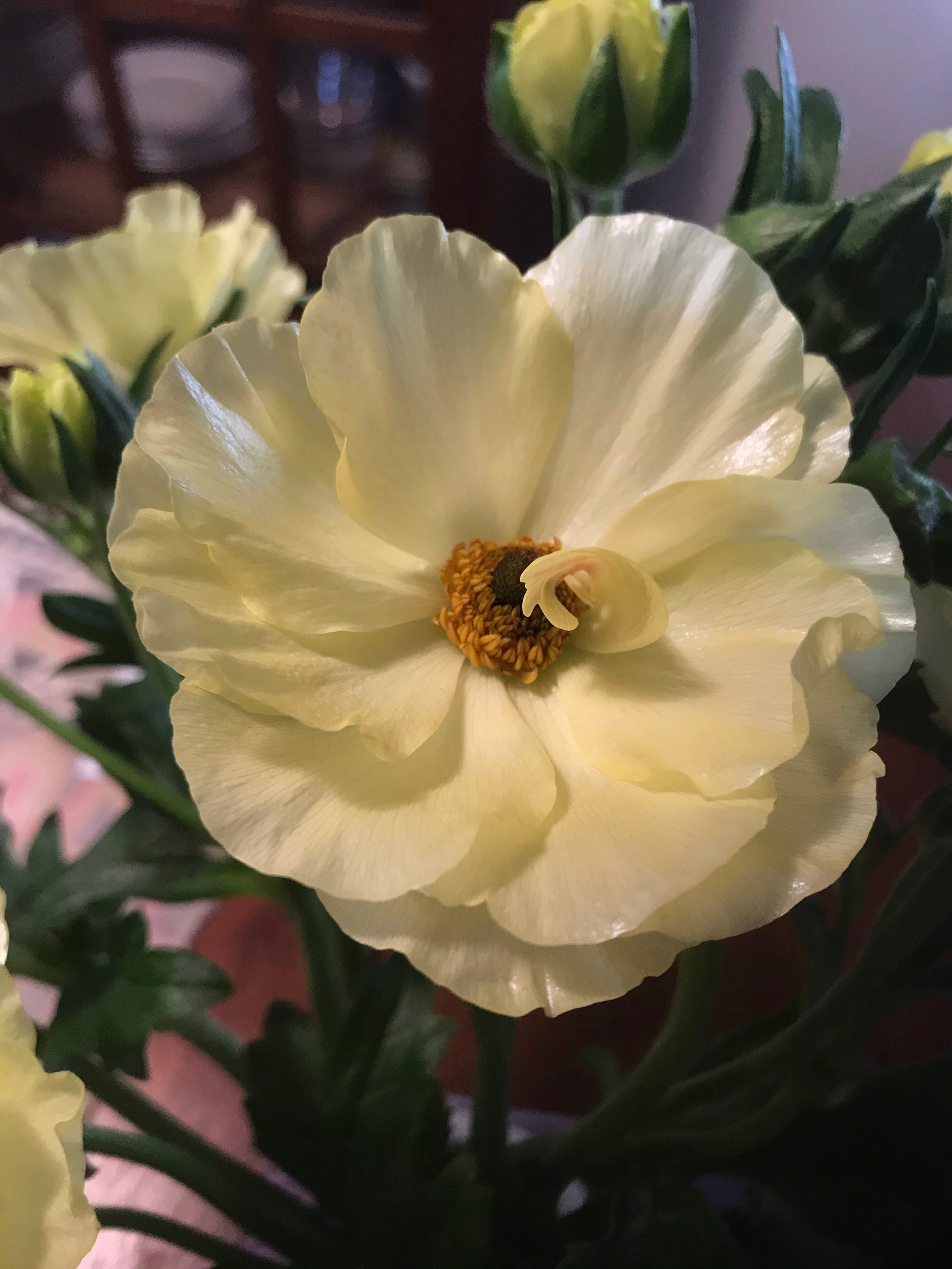 Butterfly Ranunculus-Helios